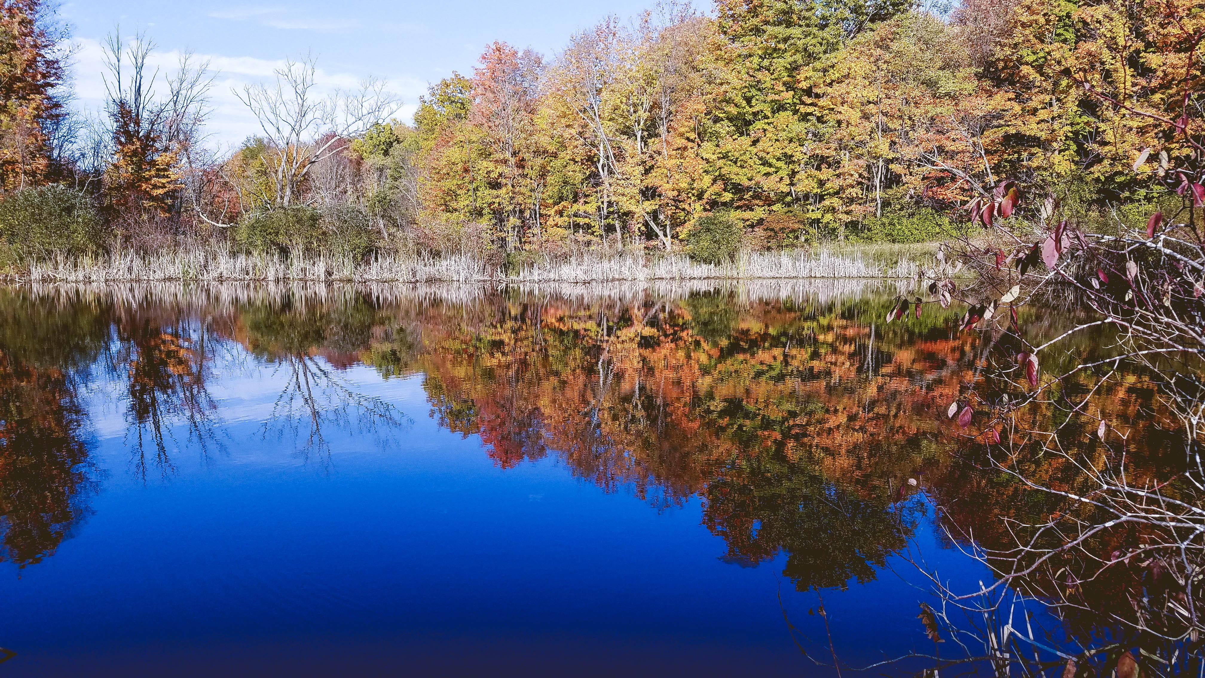 pond, fall, lake, reflection, water, tree, tranquility, autumn