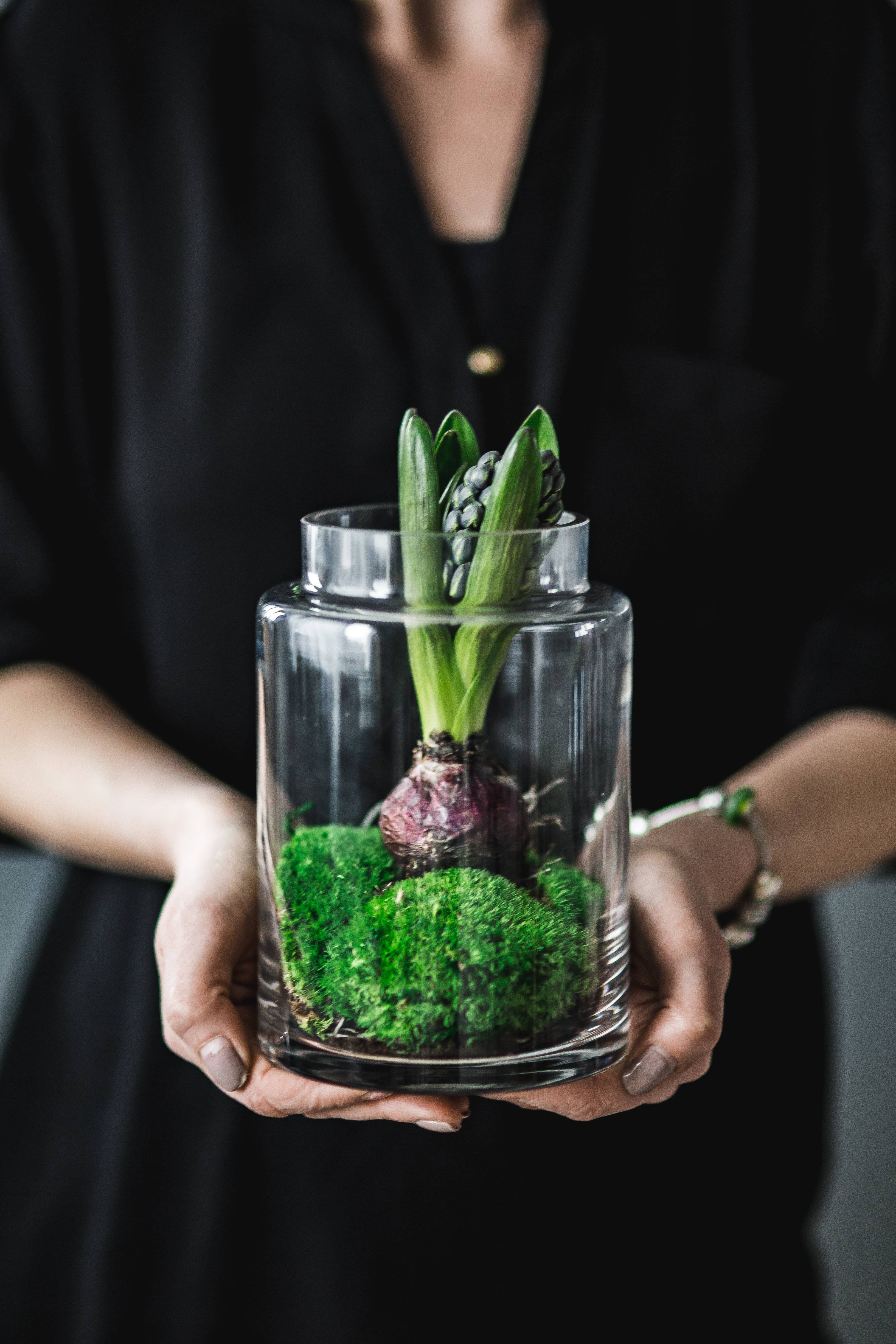 Close-ups of green potted plants, closeup, seed, decoration, seedling