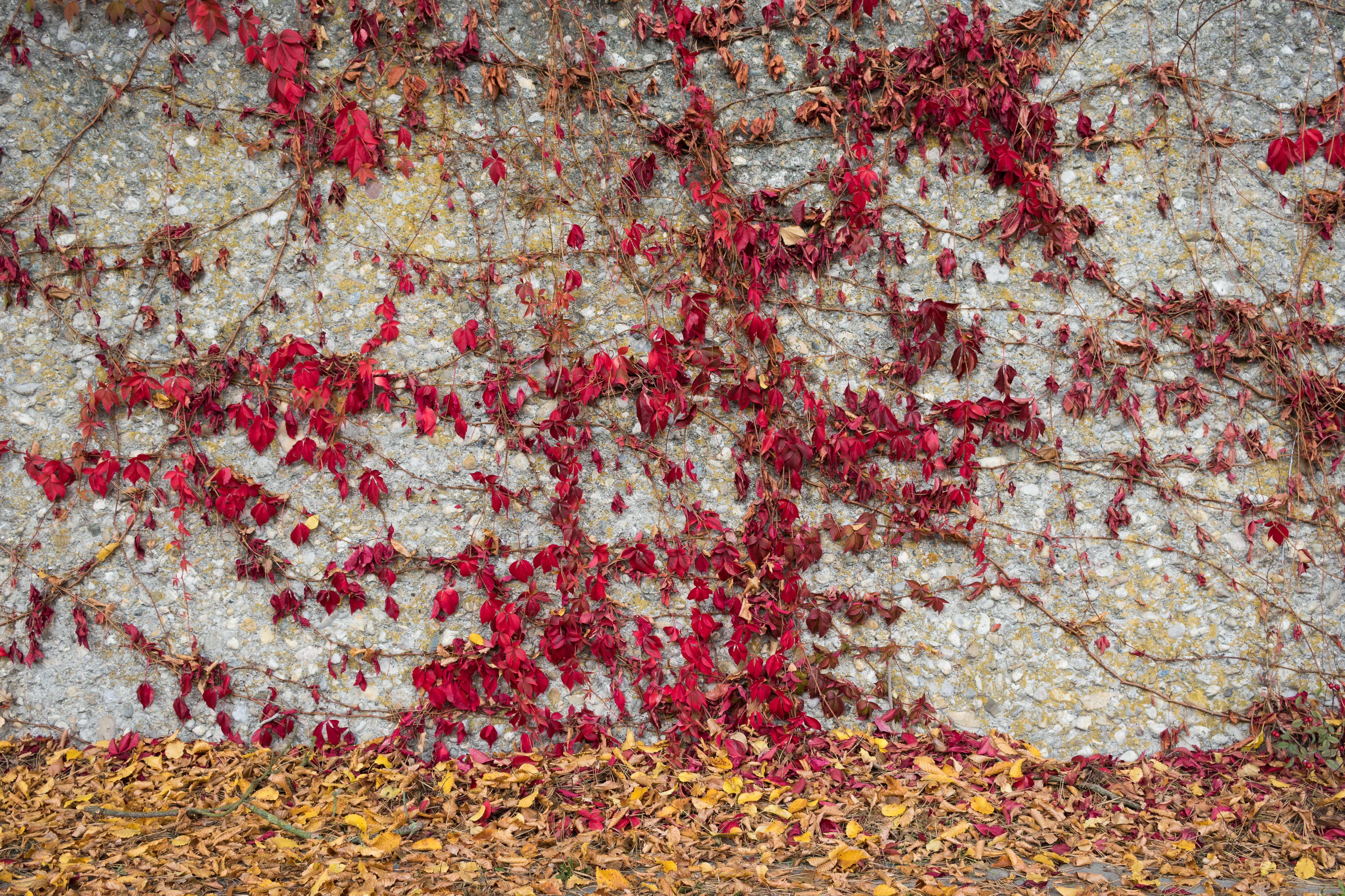background, stone, texture, structure, backgrounds, wall, stone wall