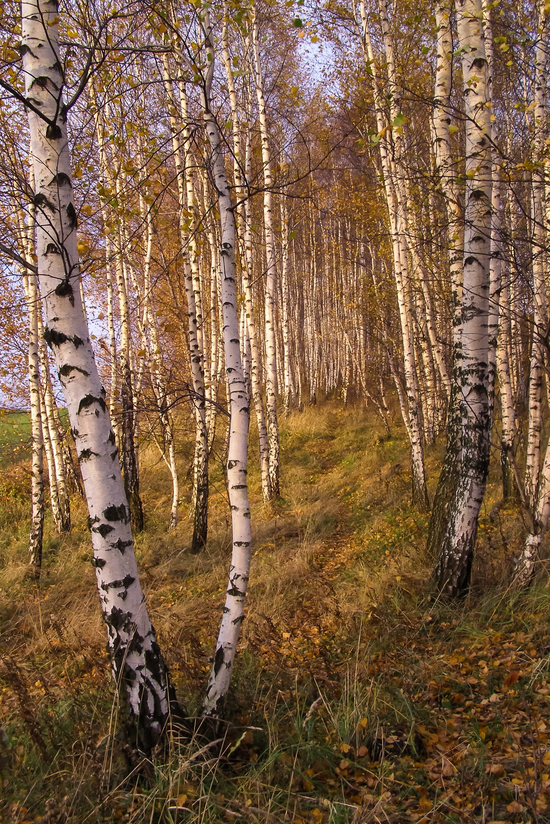 Birch, Forest, Path, Tree, Autumn, the path, golden hour, tree trunk