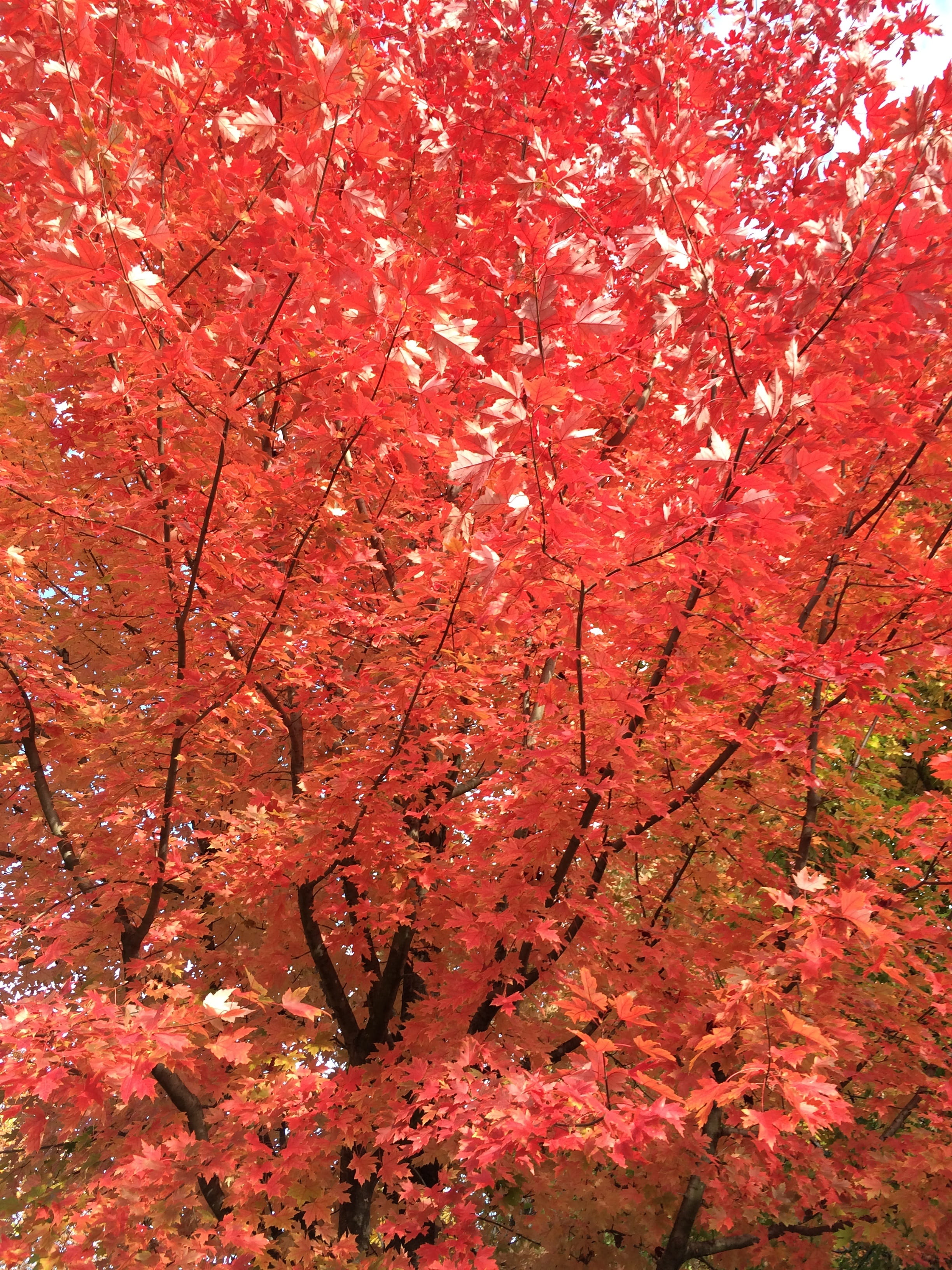 Maple, Red Leaf, Leaf, Fall, Autumn, change, tree, maple tree