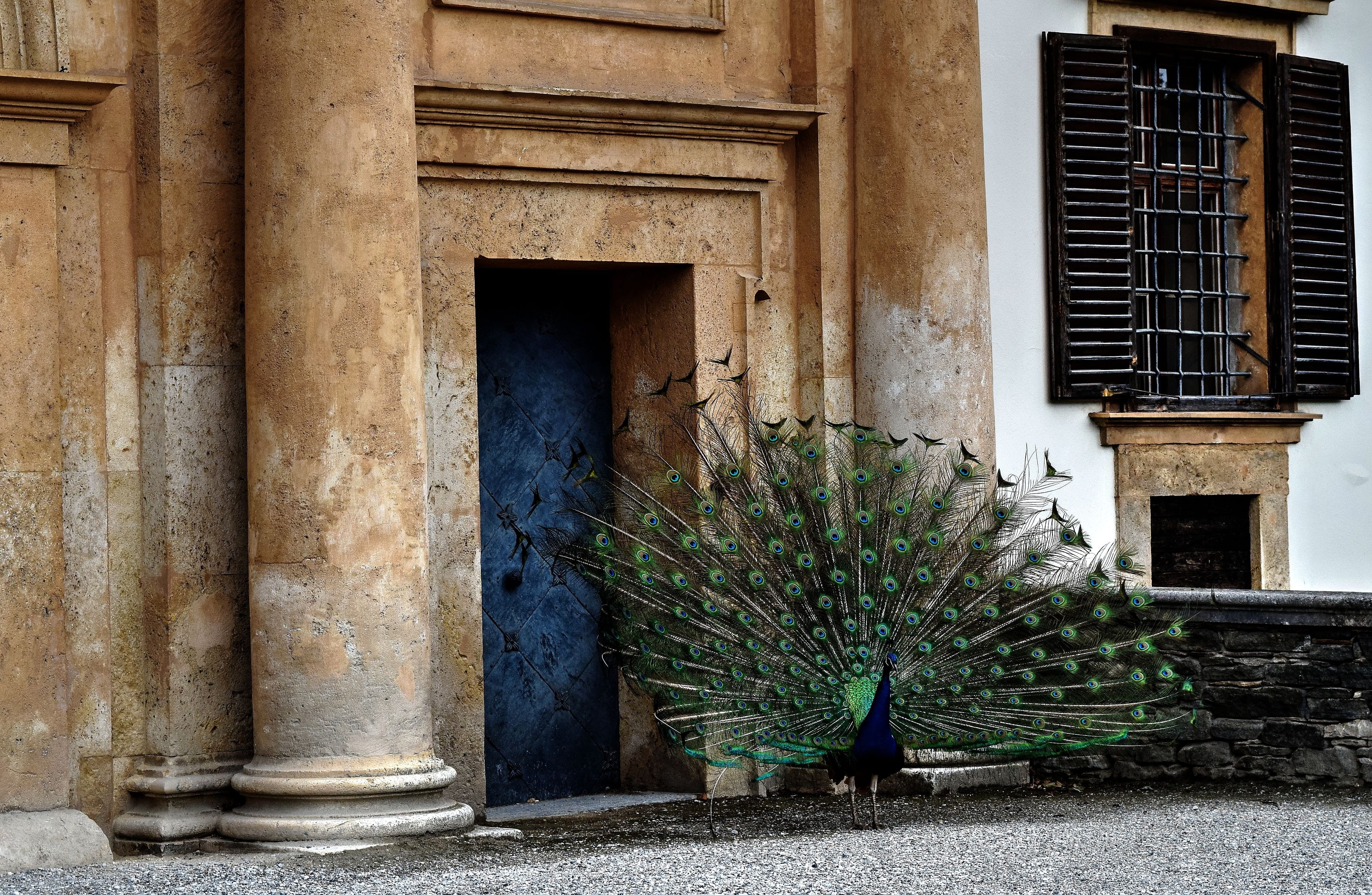 peacock, lock, castle, eggenberg, built structure, architecture