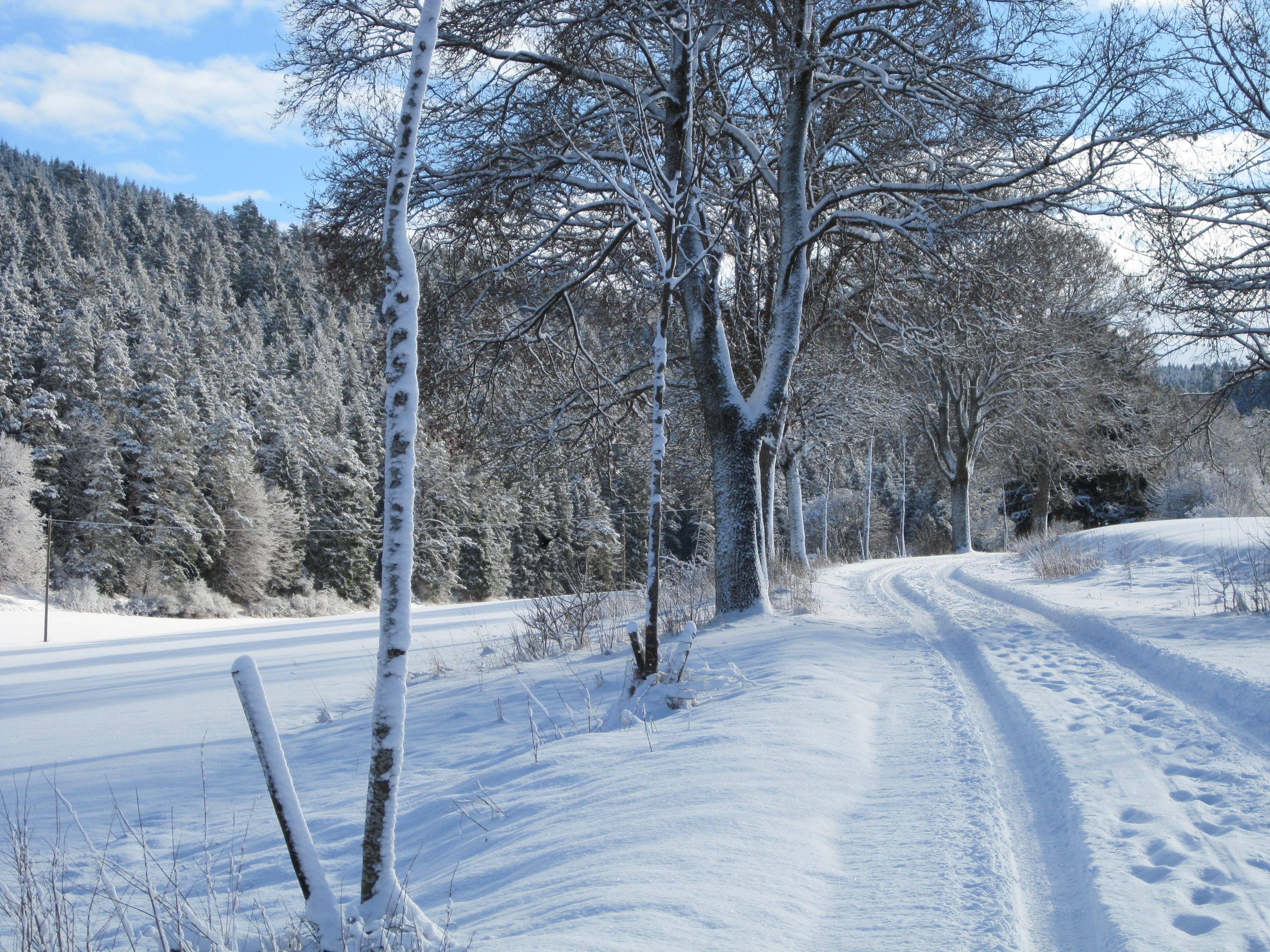 winter, snow, tree, cold temperature, plant, bare tree, land