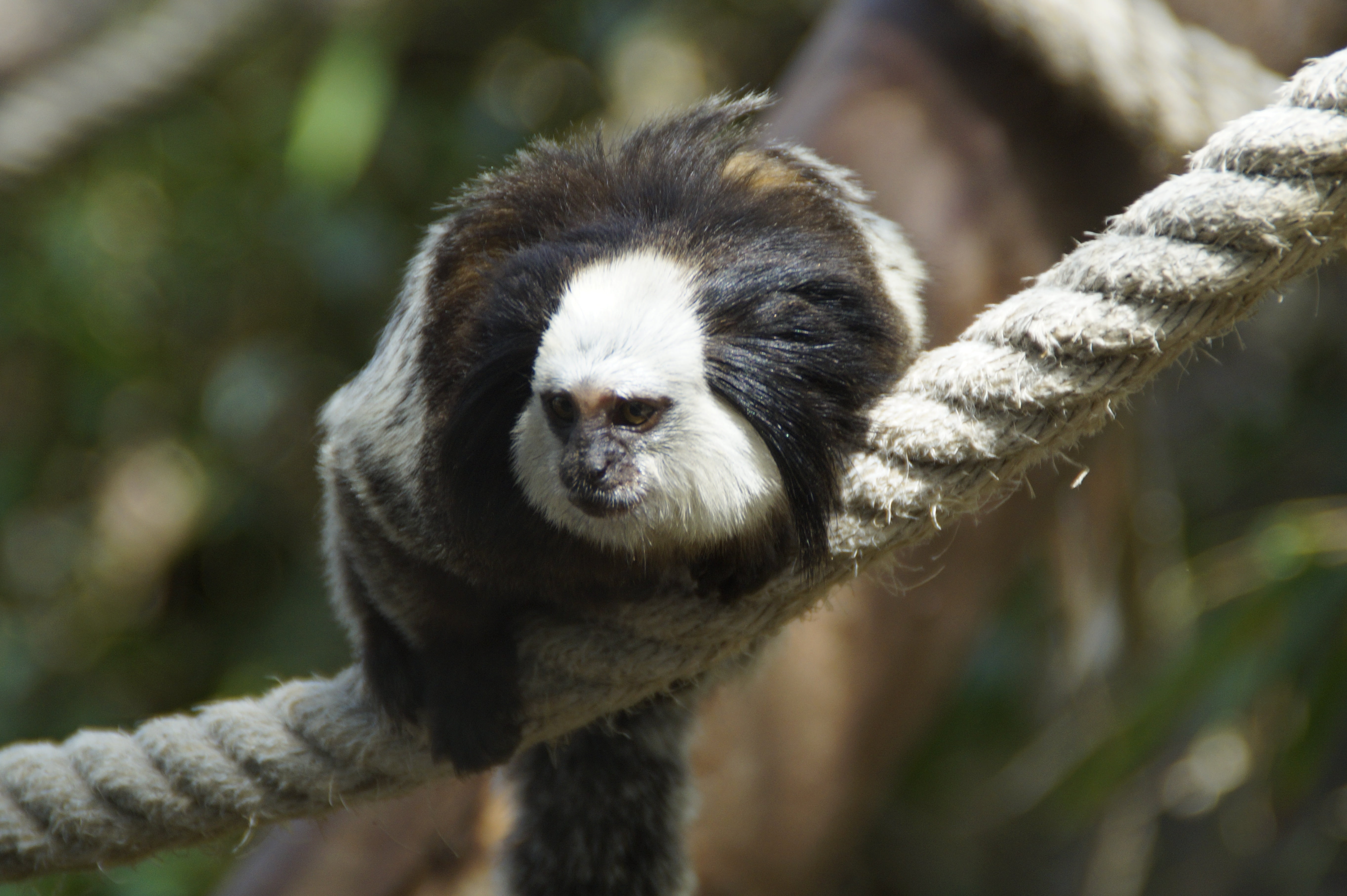 monkey, äffchen, capuchin, capuchins, zoo, rope, climb, sit