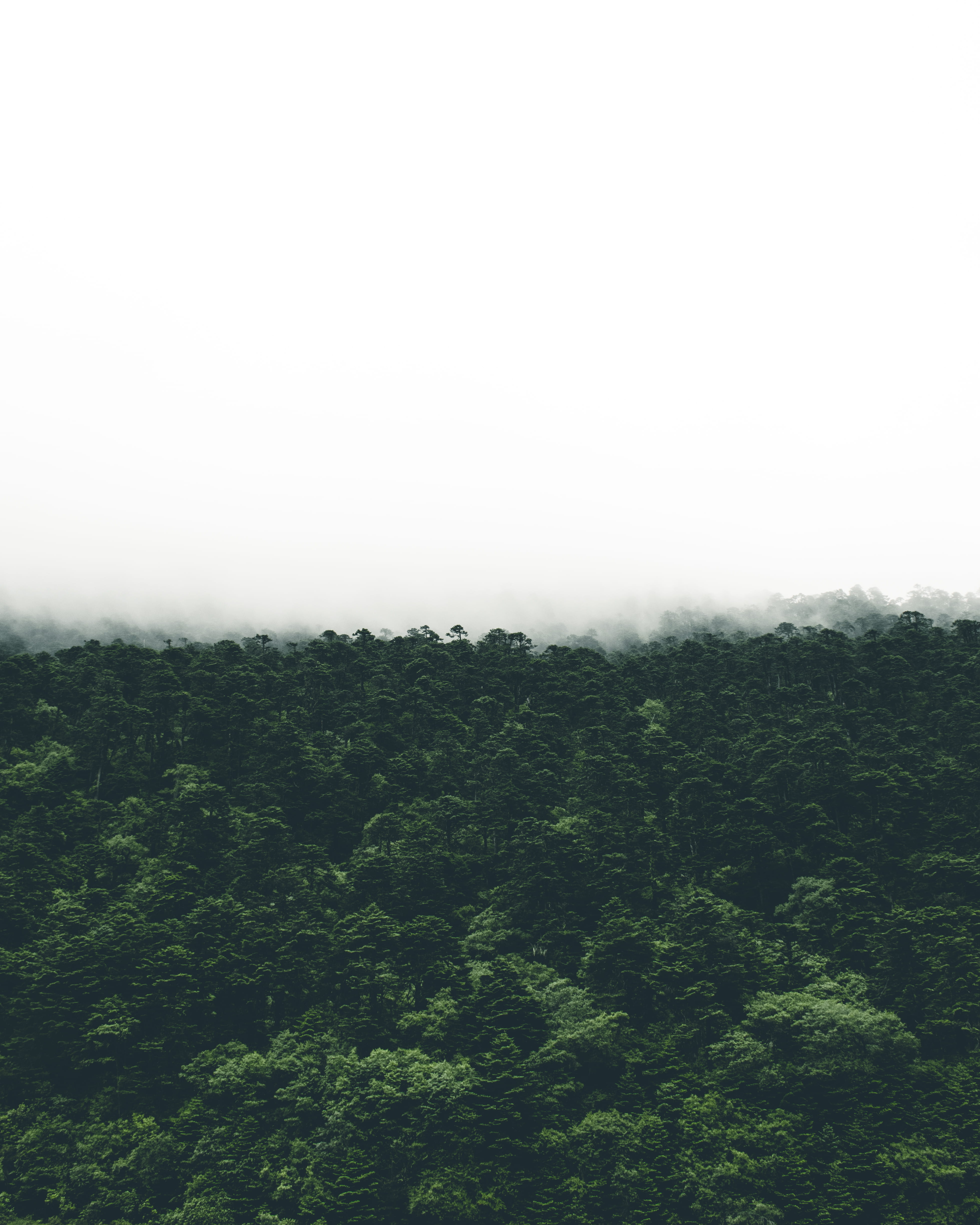 photo of green trees during foggy day, aerial photography of green forest