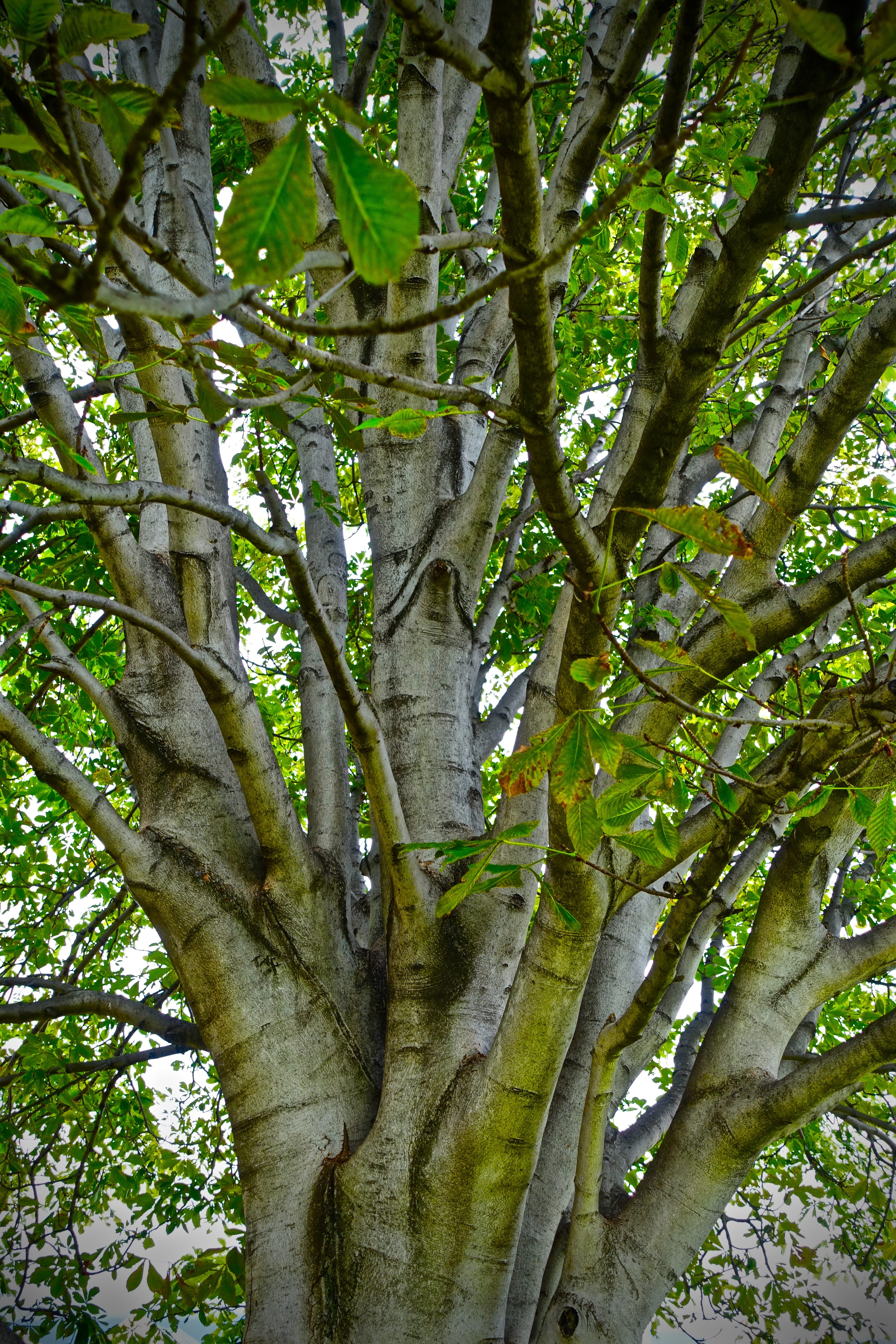 tree, branches, environment, foliage, nature, plant, tree trunk