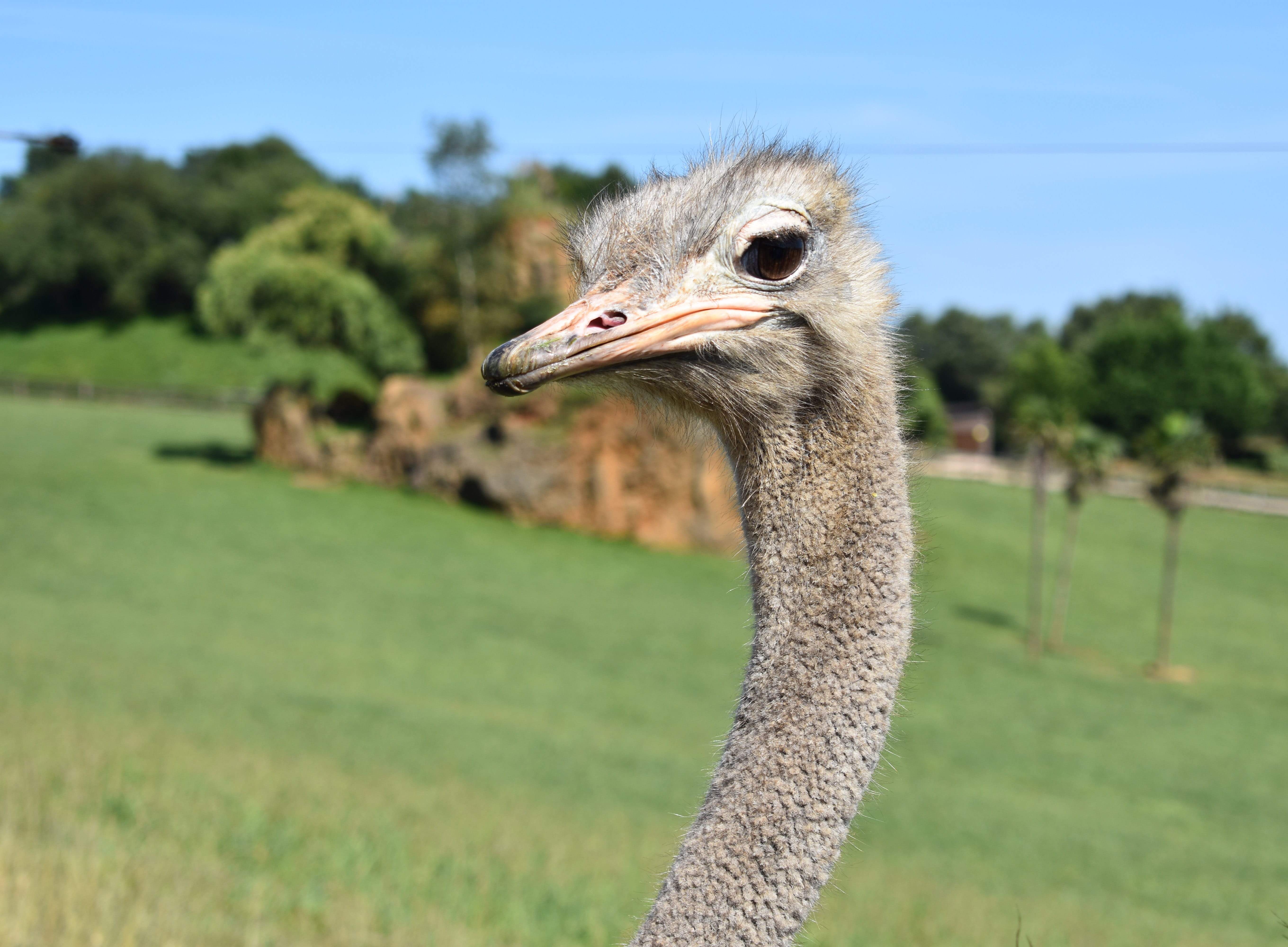 ostrich, animal, animals, birds, peak, nature, ostriches, smile