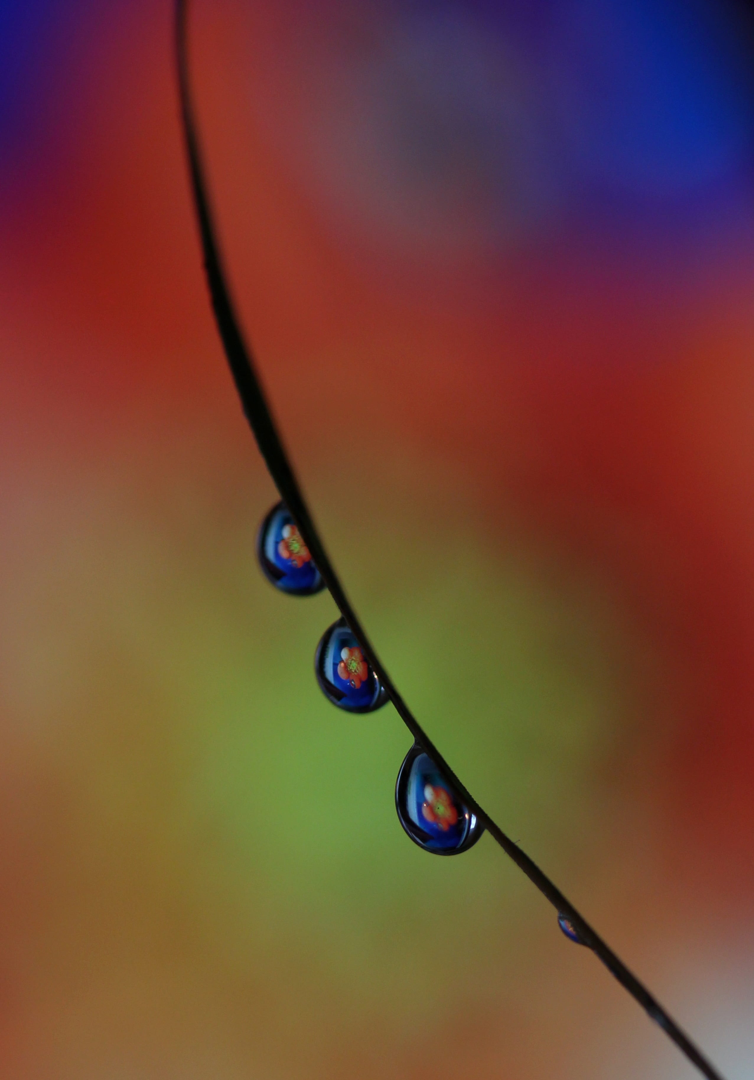 drops, macro, reflection, water, close-up, no people, selective focus