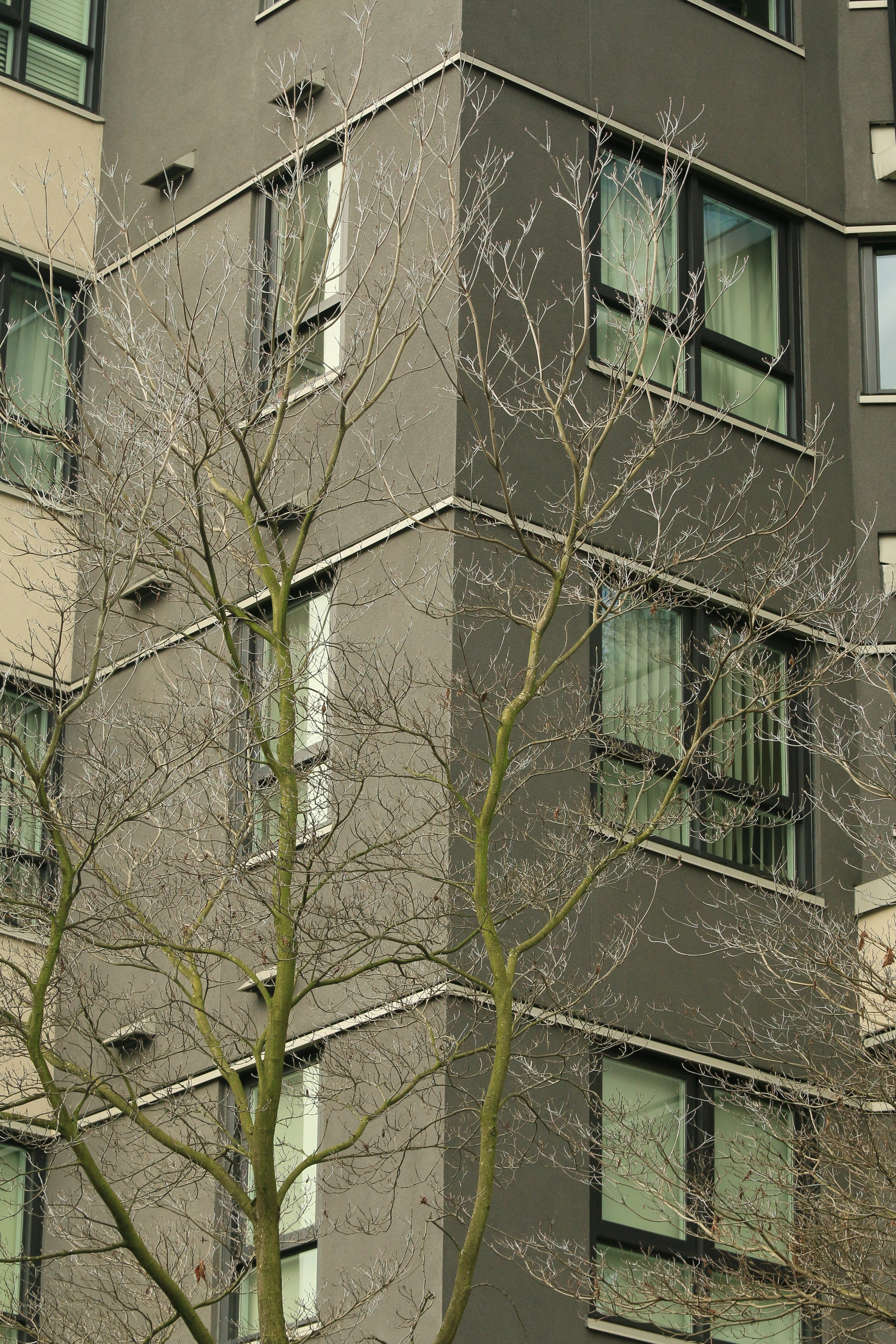 spring, vancouver, canada, built structure, architecture, building exterior