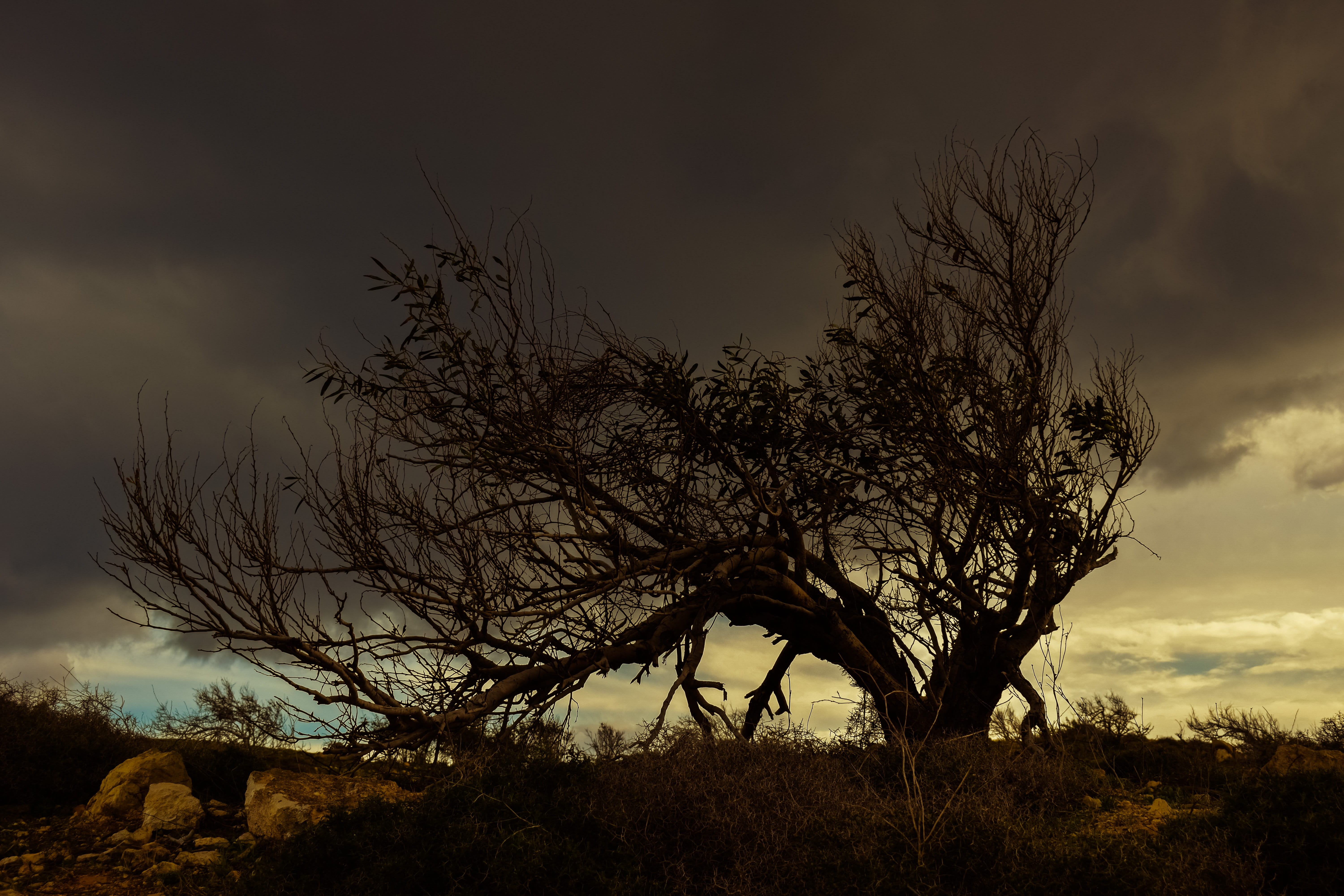 Tree, Clouds, Winter, Nature, sky, scenery, night, bare tree