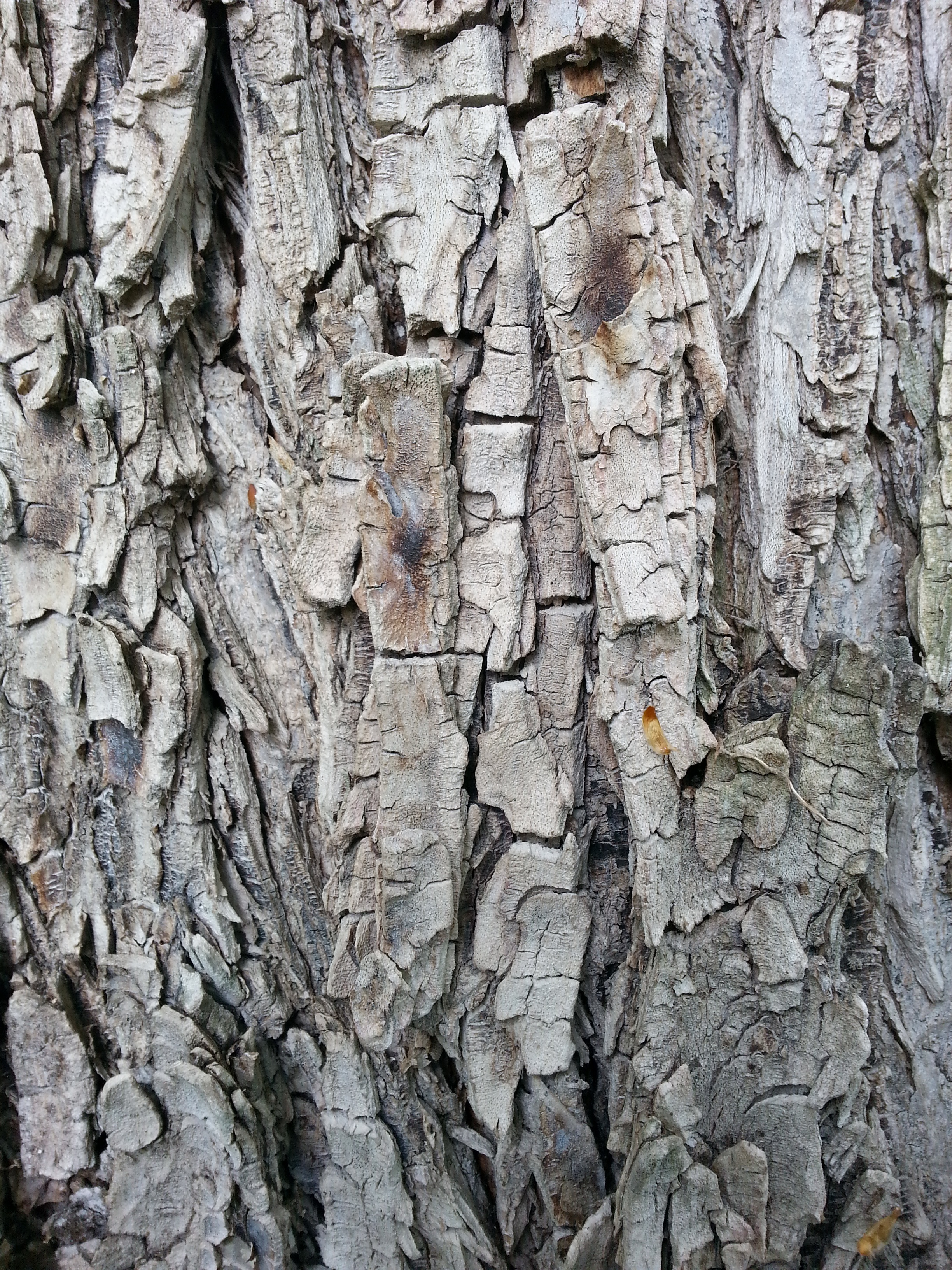 structure, tree, bark, wood, tribe, forest, nature, close, tree bark