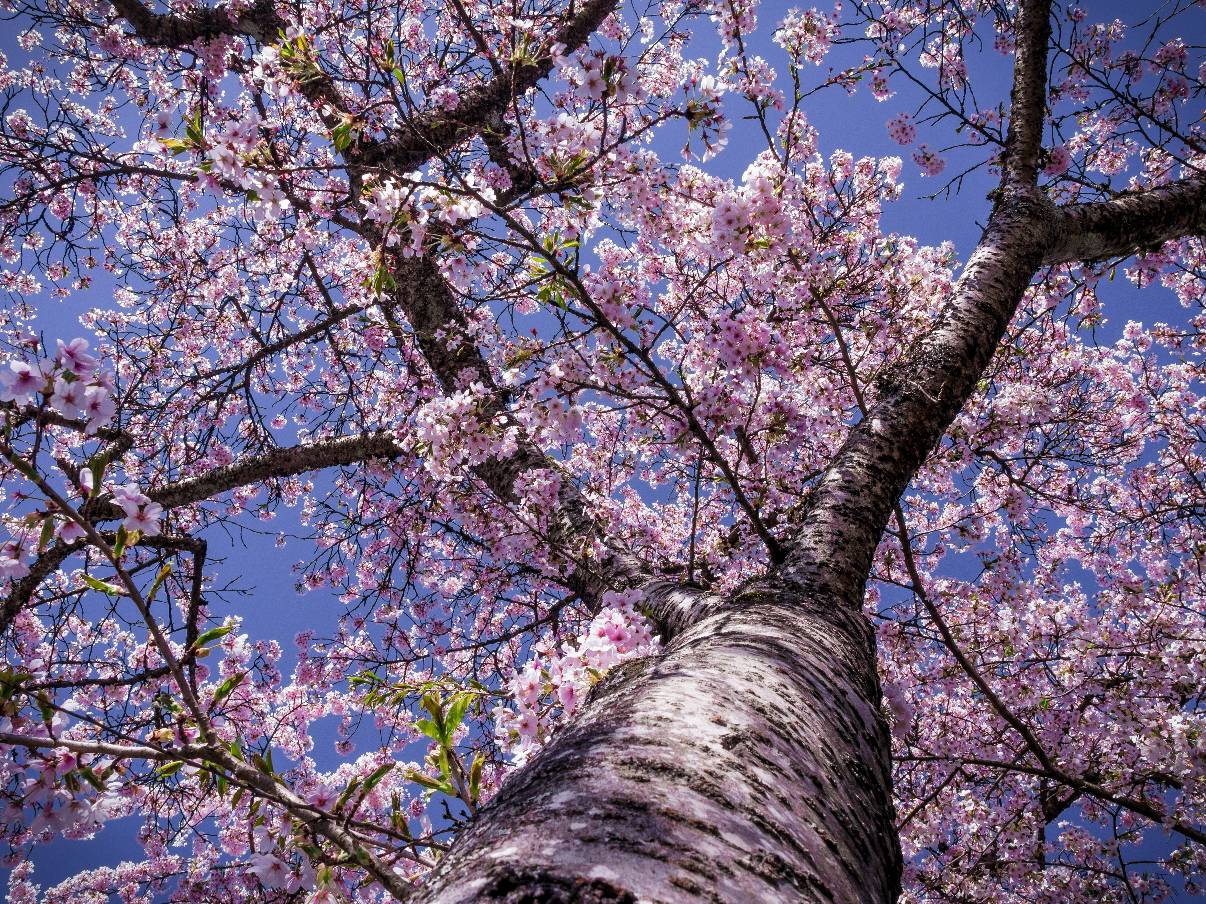 cherry, blossom, tree, bloom, nature, spring flowers, pink