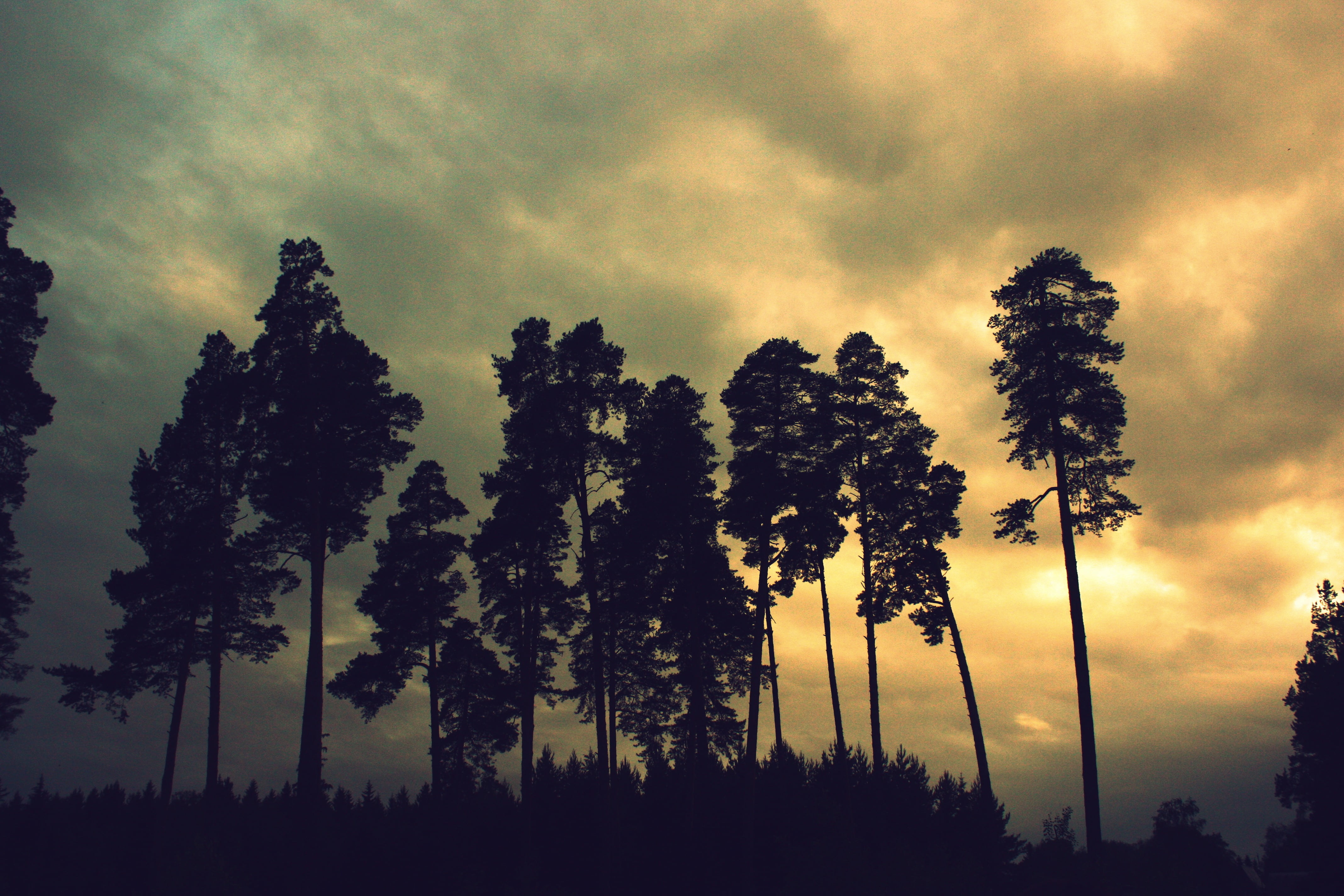 trees, forest, brown, coniferous tree, pine, nature, landscape