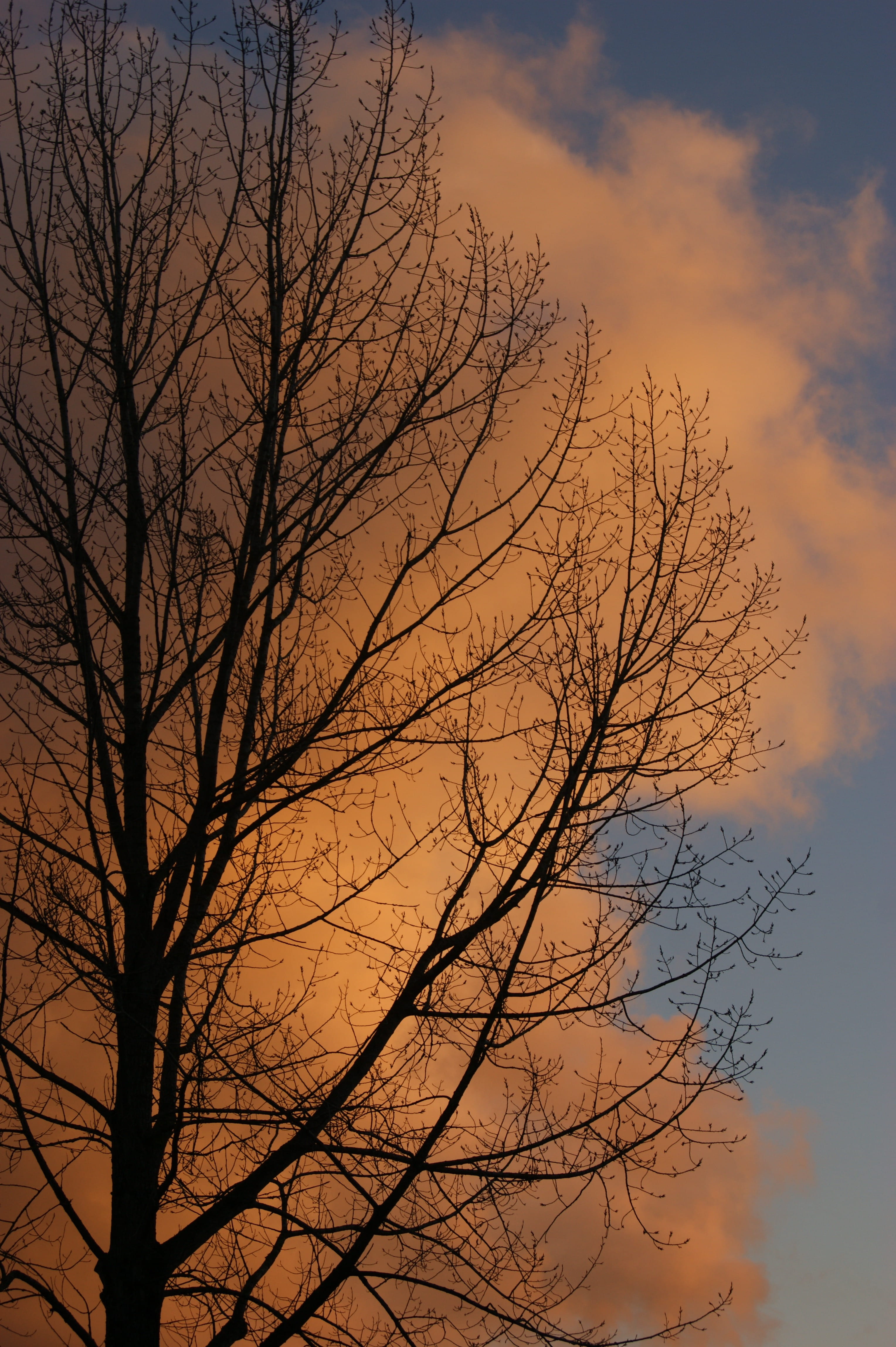 Tree, Clouds, Sunset, Winter, sky, bare tree, cloud - sky, branch