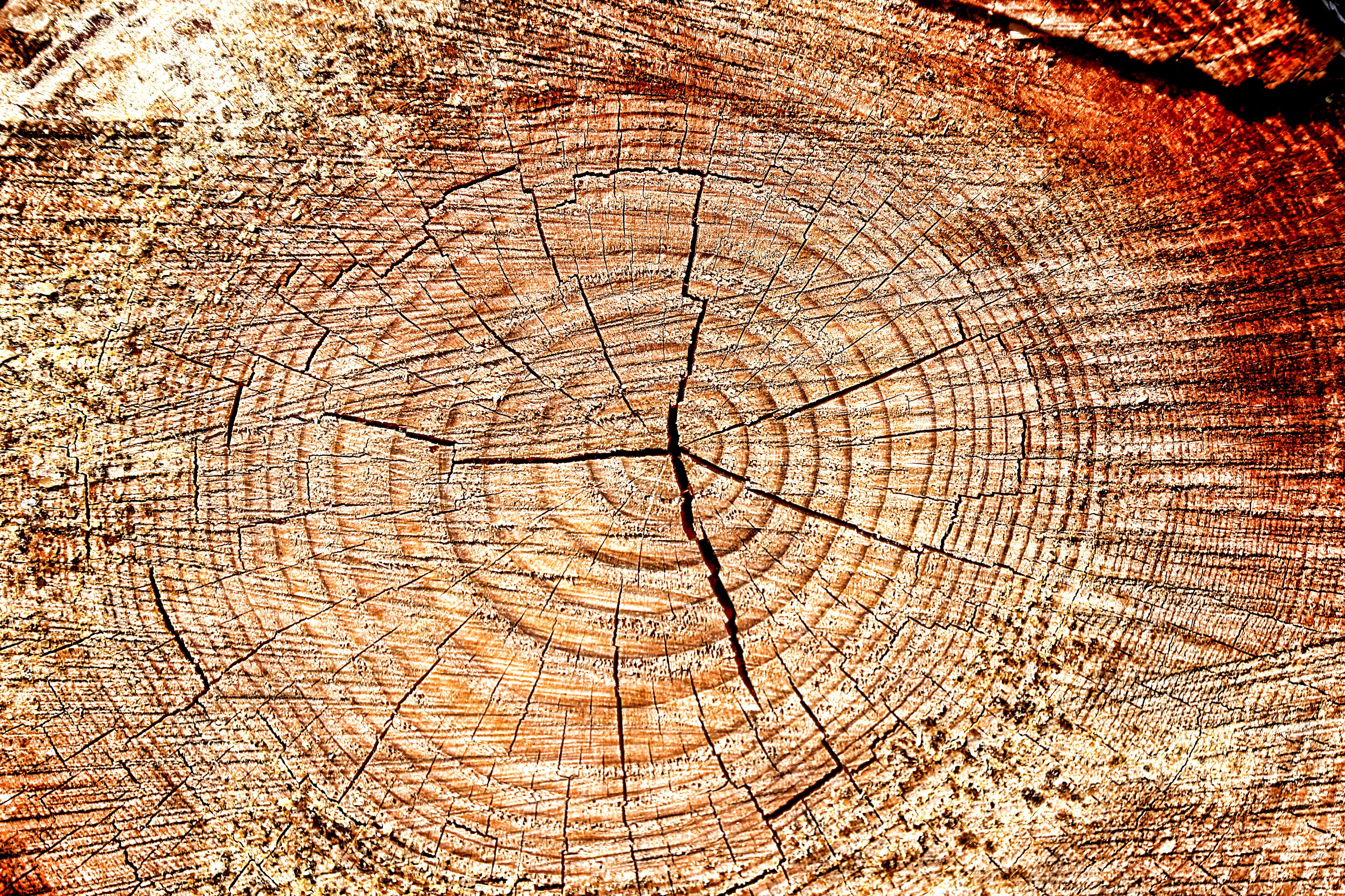 brown tree trunk, wood, structure, texture, background, grain