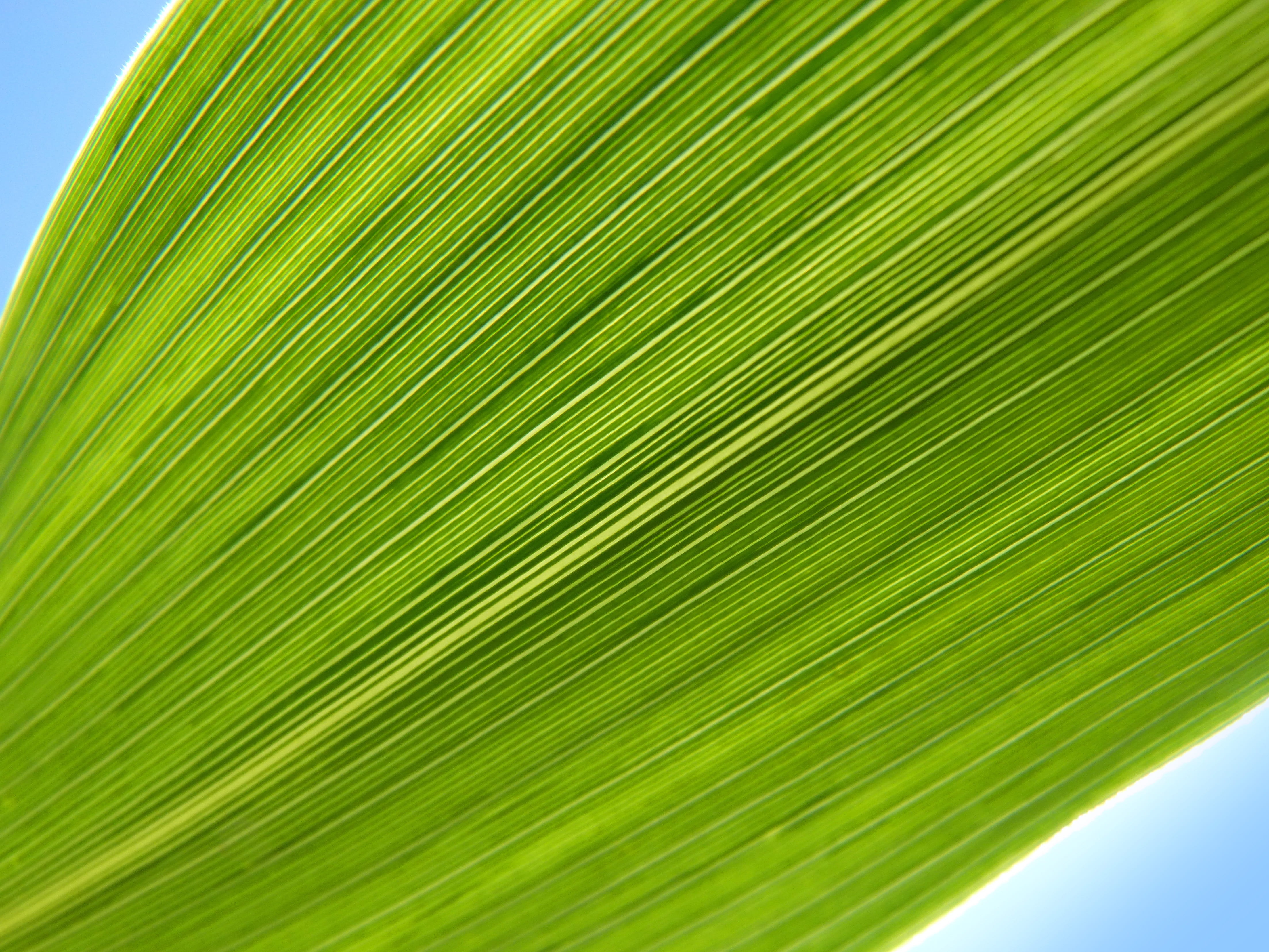 leaf, lines, abstract background, texture, natural texture