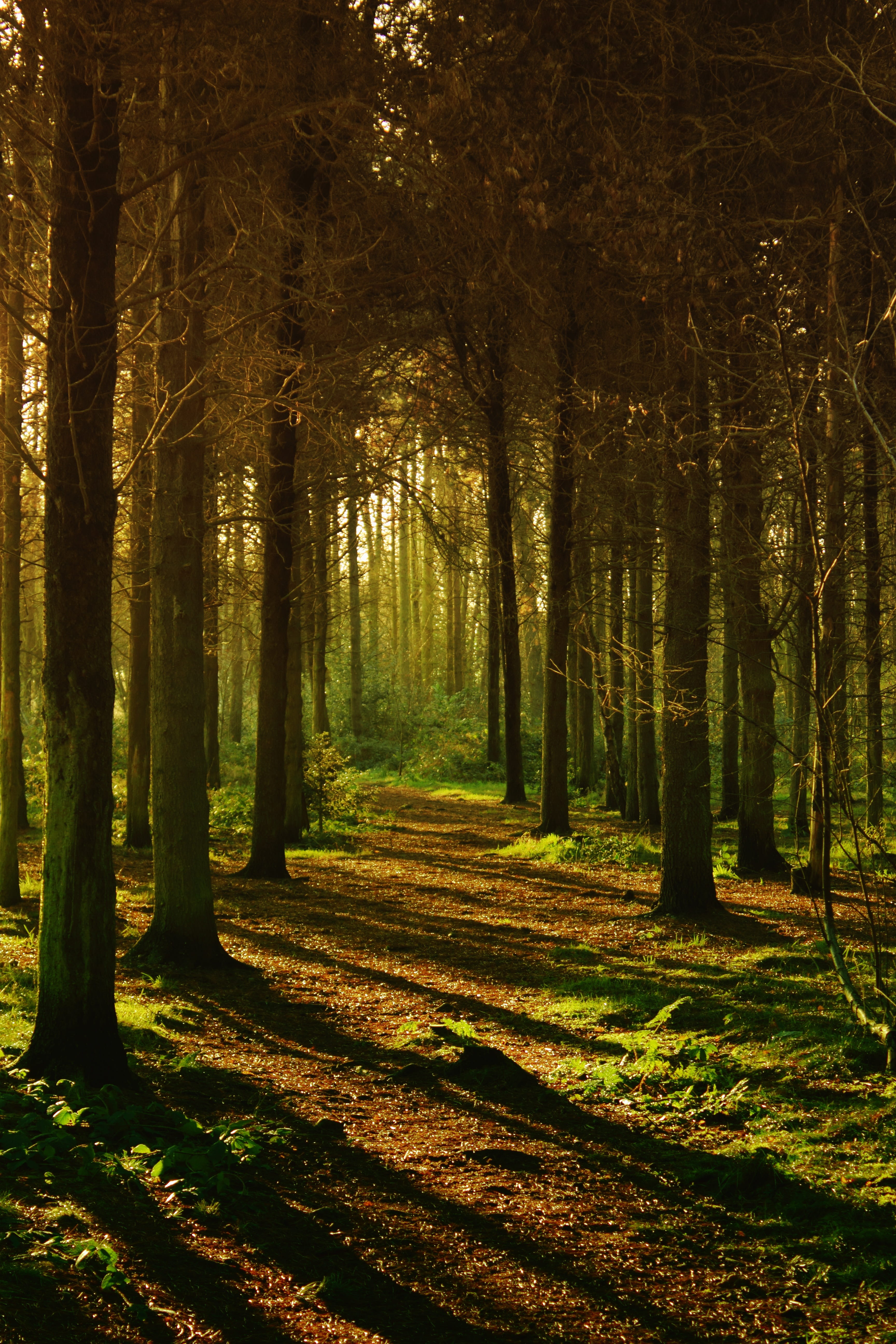 wood, light, dawn, landscape, brown, colour, environment, fall