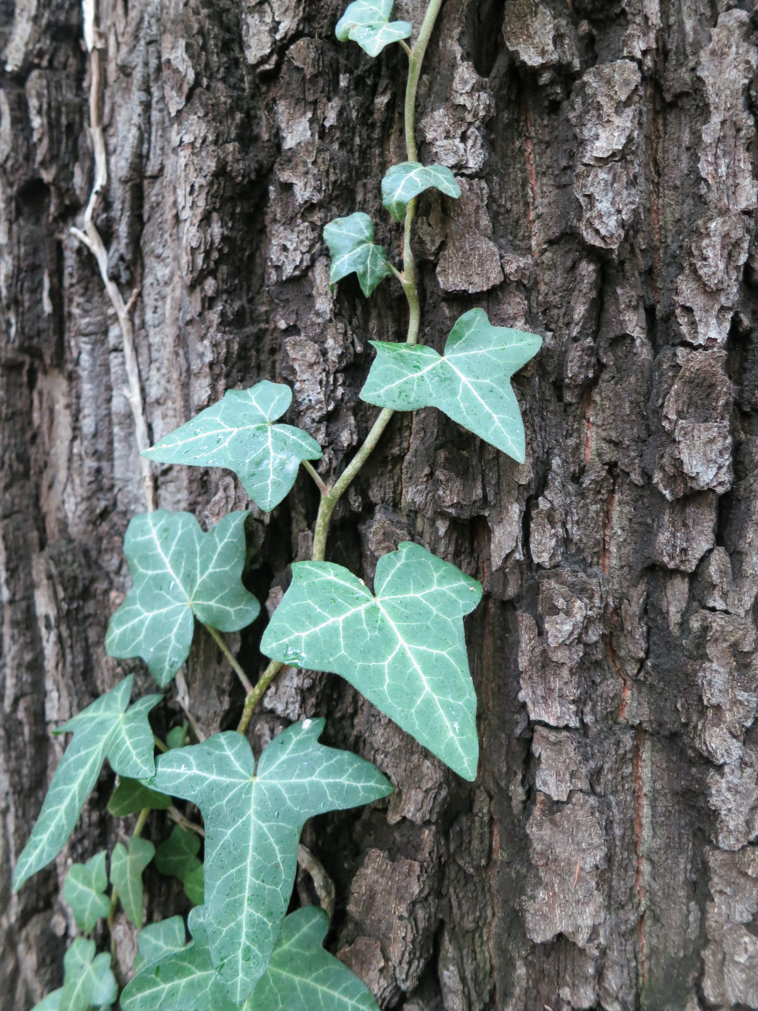 tree, nature, ivy, log, green tree, leaves, cohesion, leaf