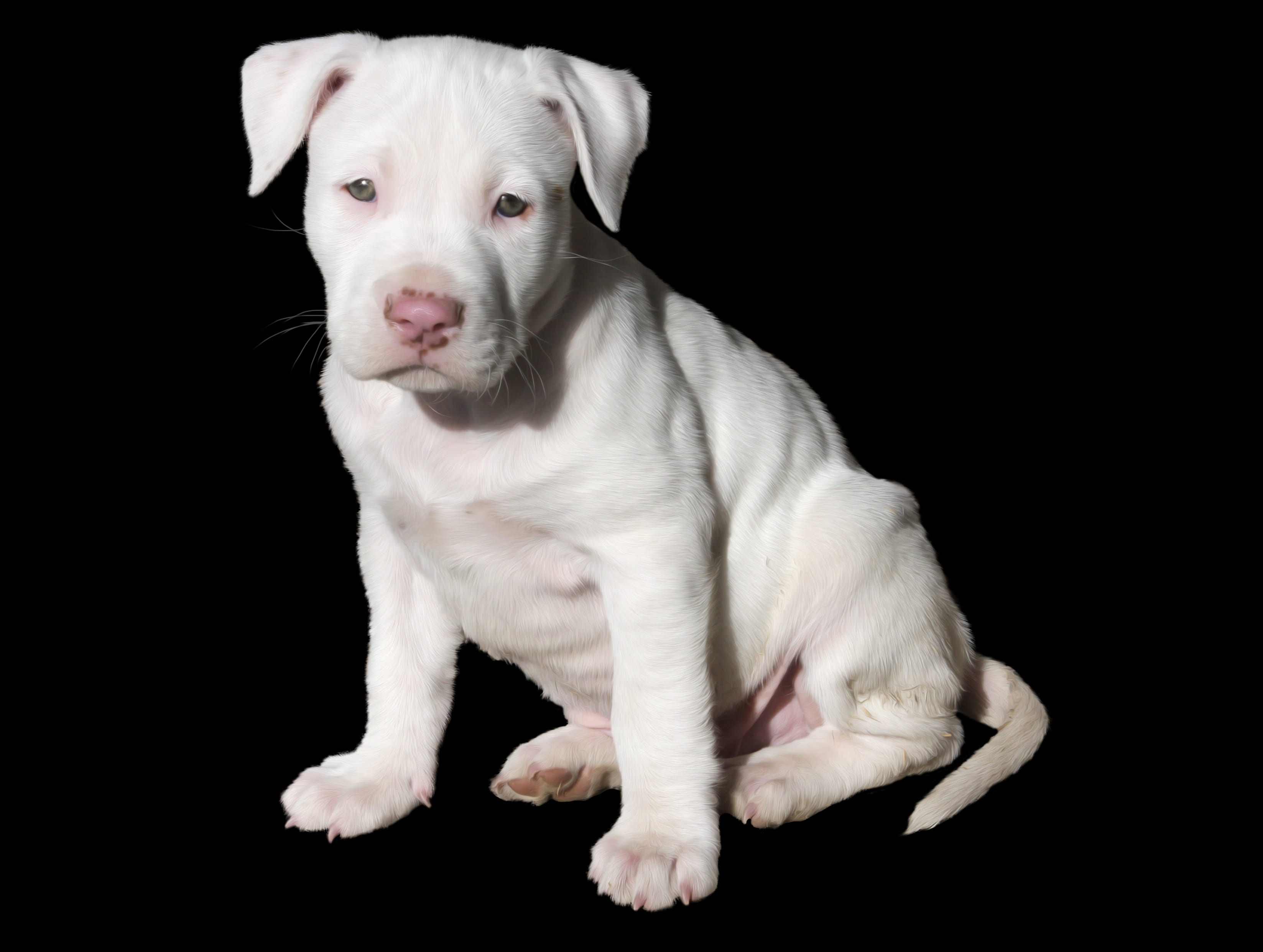 short-coated white puppy, cute, dog, pit bull, pitbull, staffordshire