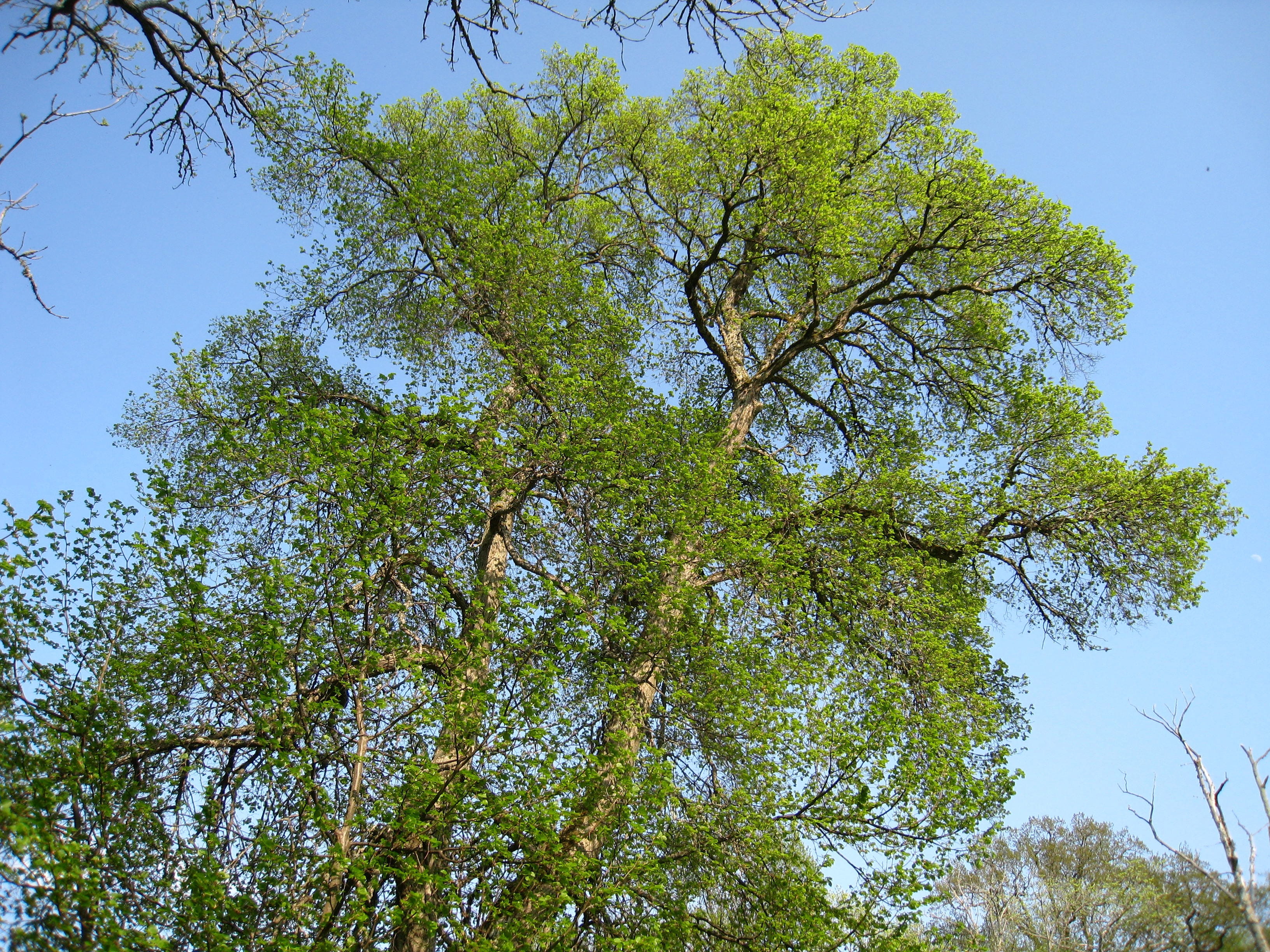 tree, greenery, spring, sky blue, leaf, plant, low angle view