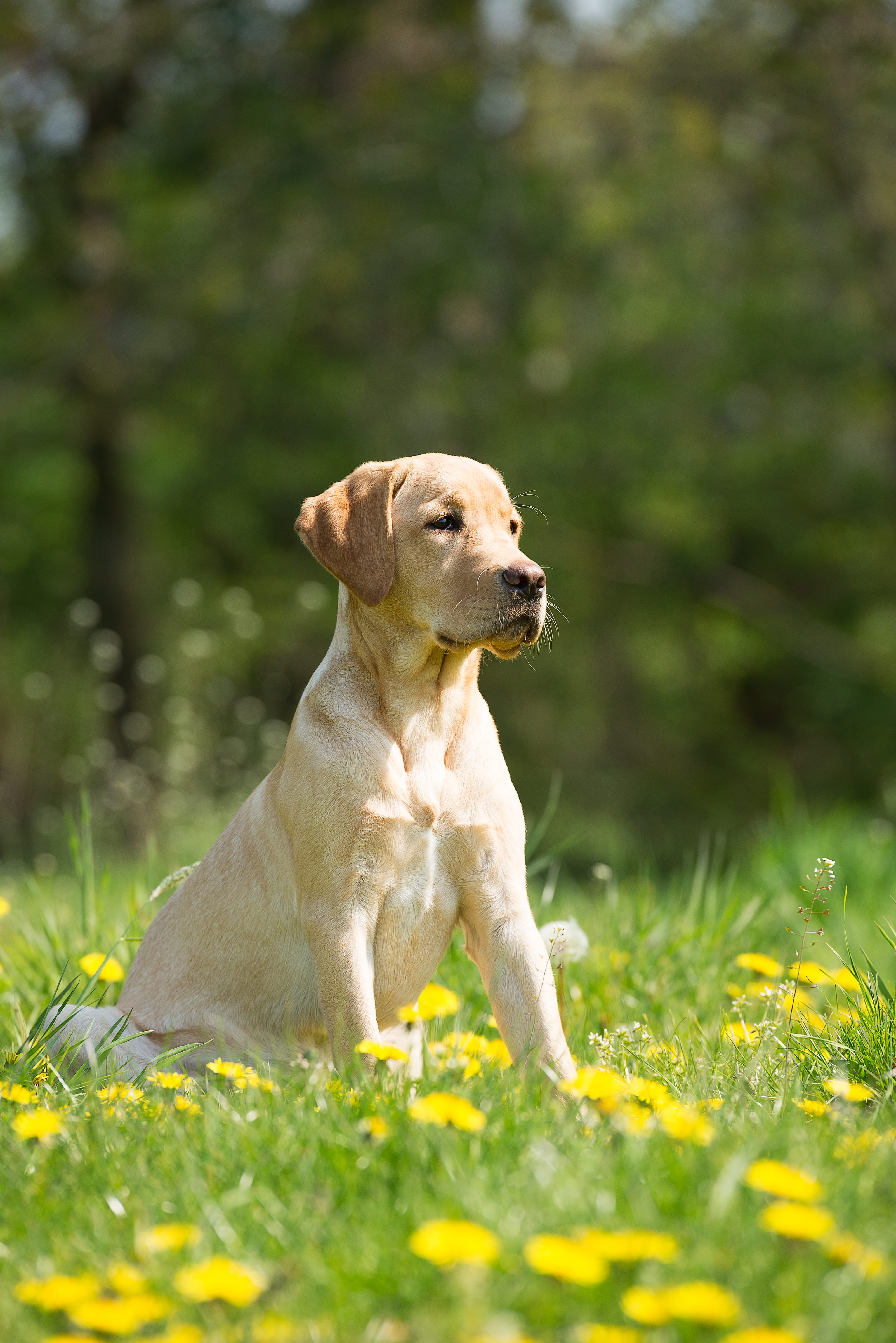 selective focus photo of short-coated brown dog lying on grass field, adult yellow Labrador retriever sitting on green grass field during daytime