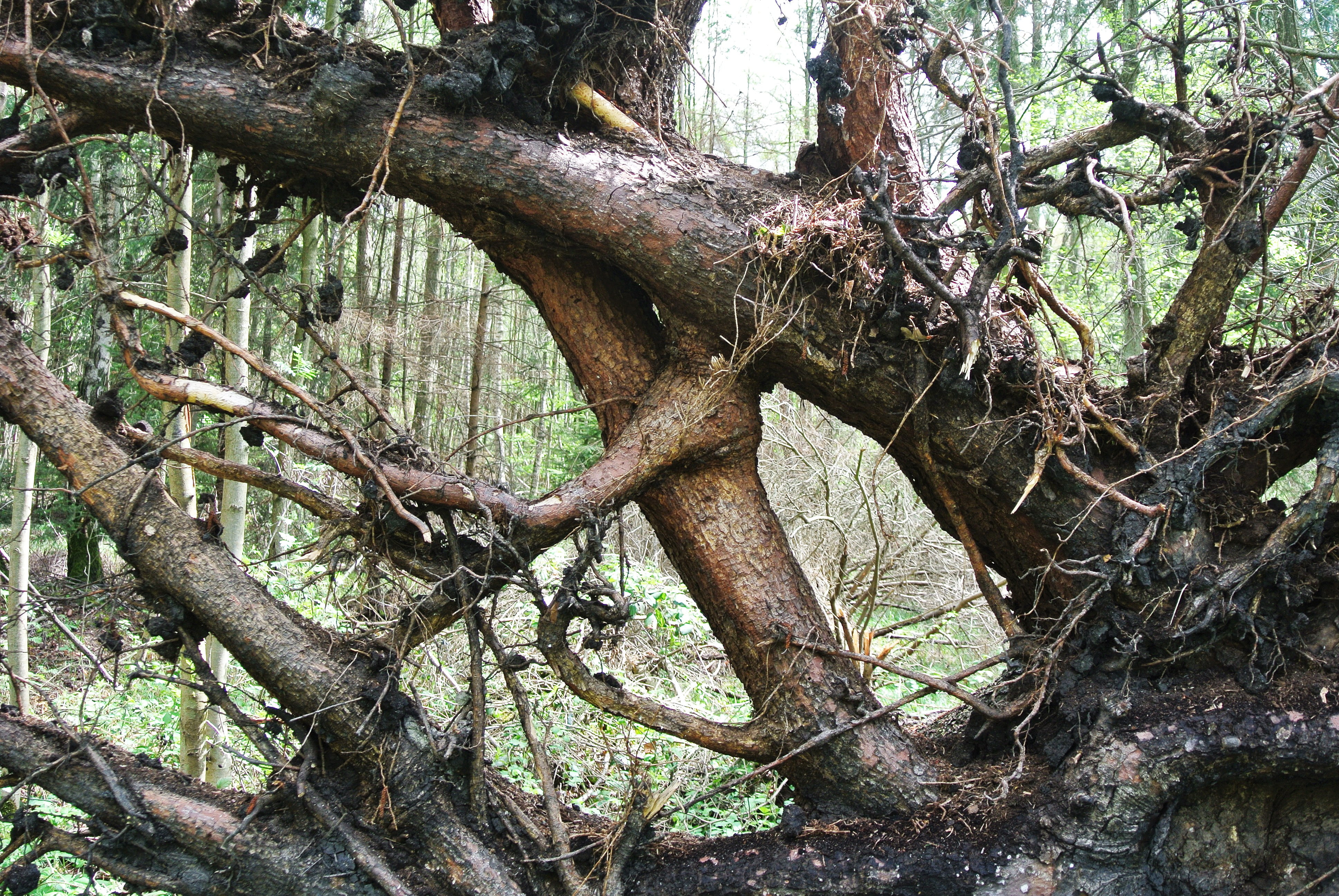 root, destroyed, uprooted, damage, tree, tree root, overturned