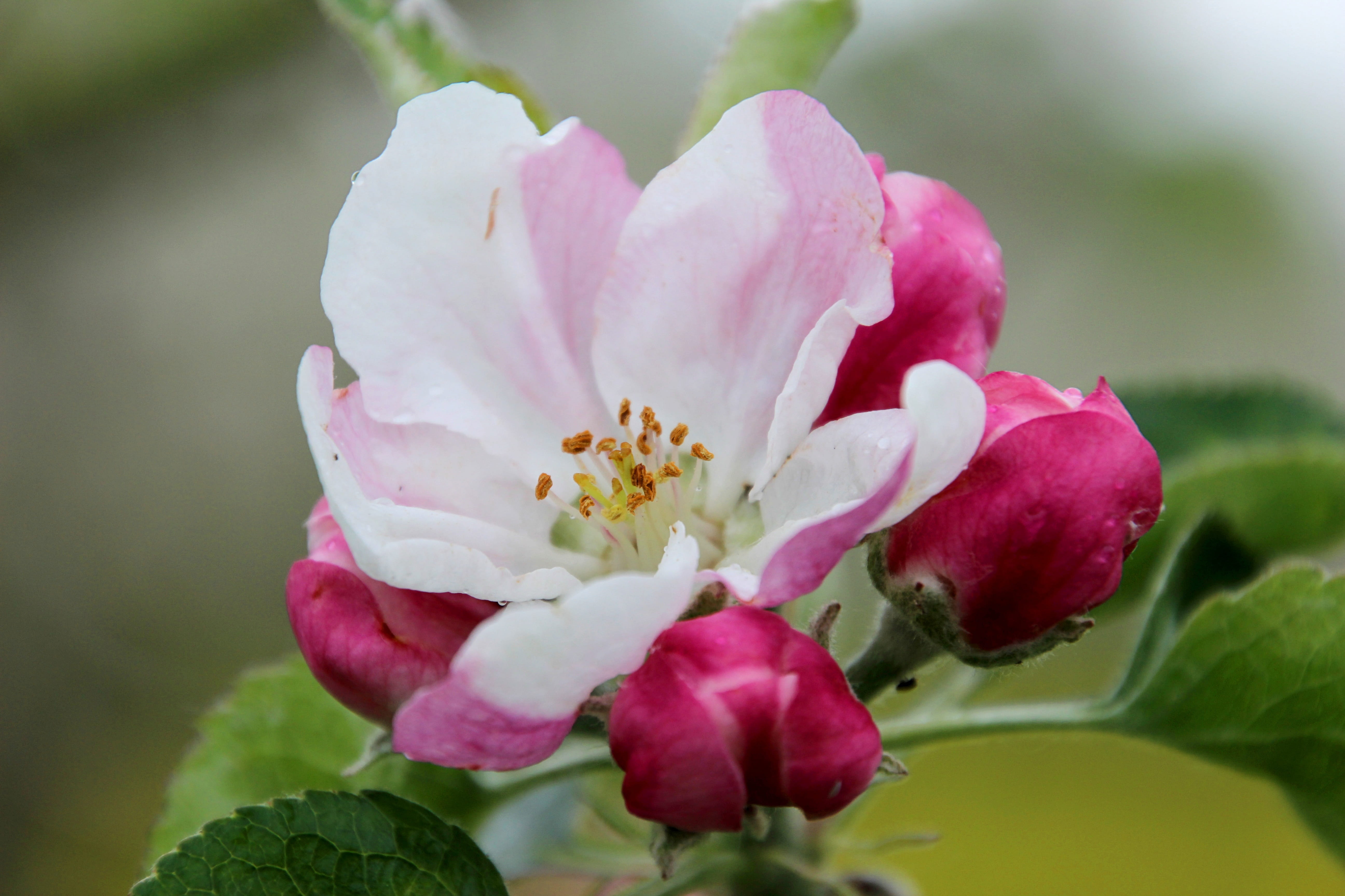 Spring, Blossom, Pink, Fruit, Apple, macro, bloom, orchard