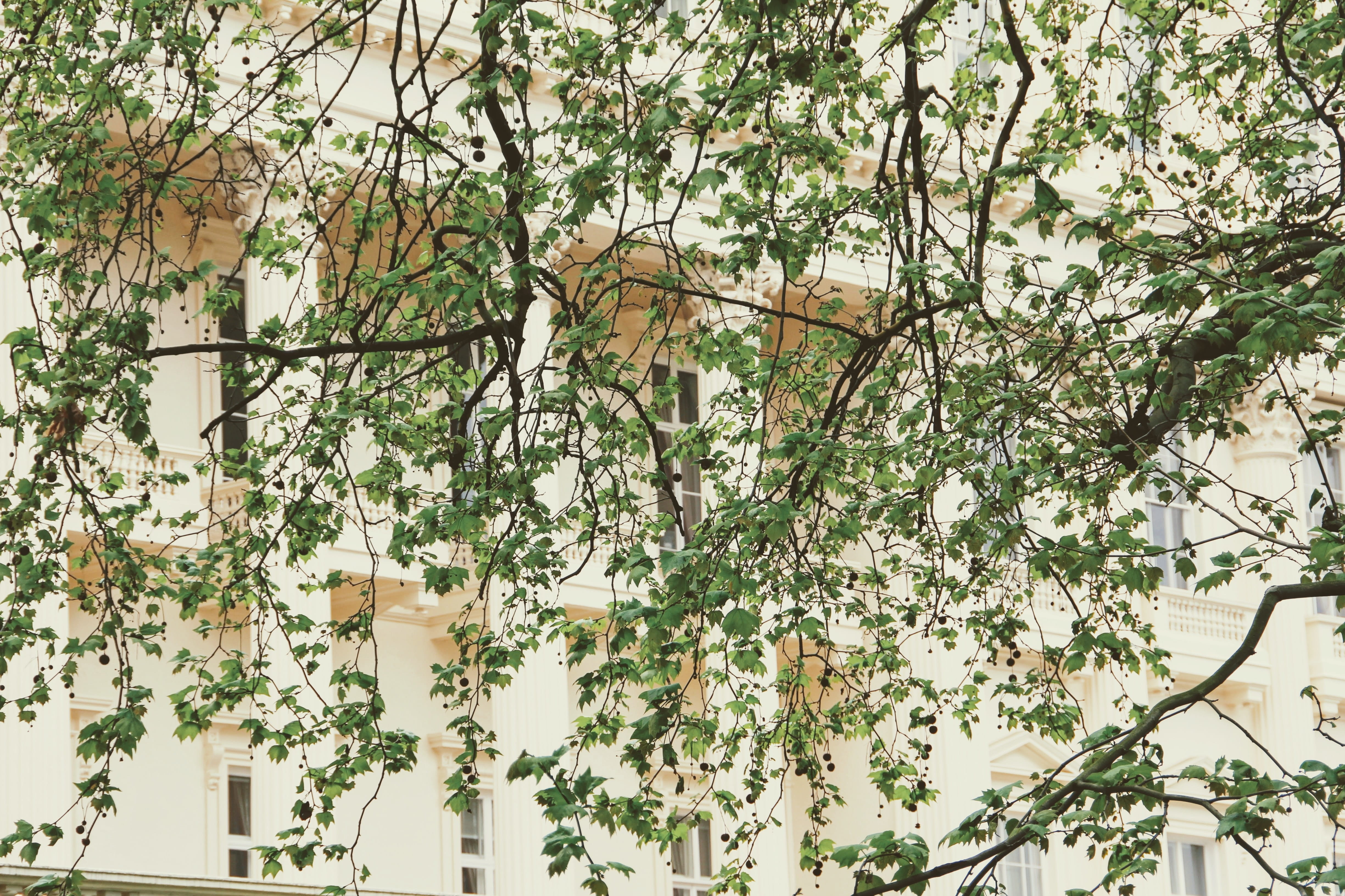 Facade, Tree, Image, Building, architecture, home, house facade