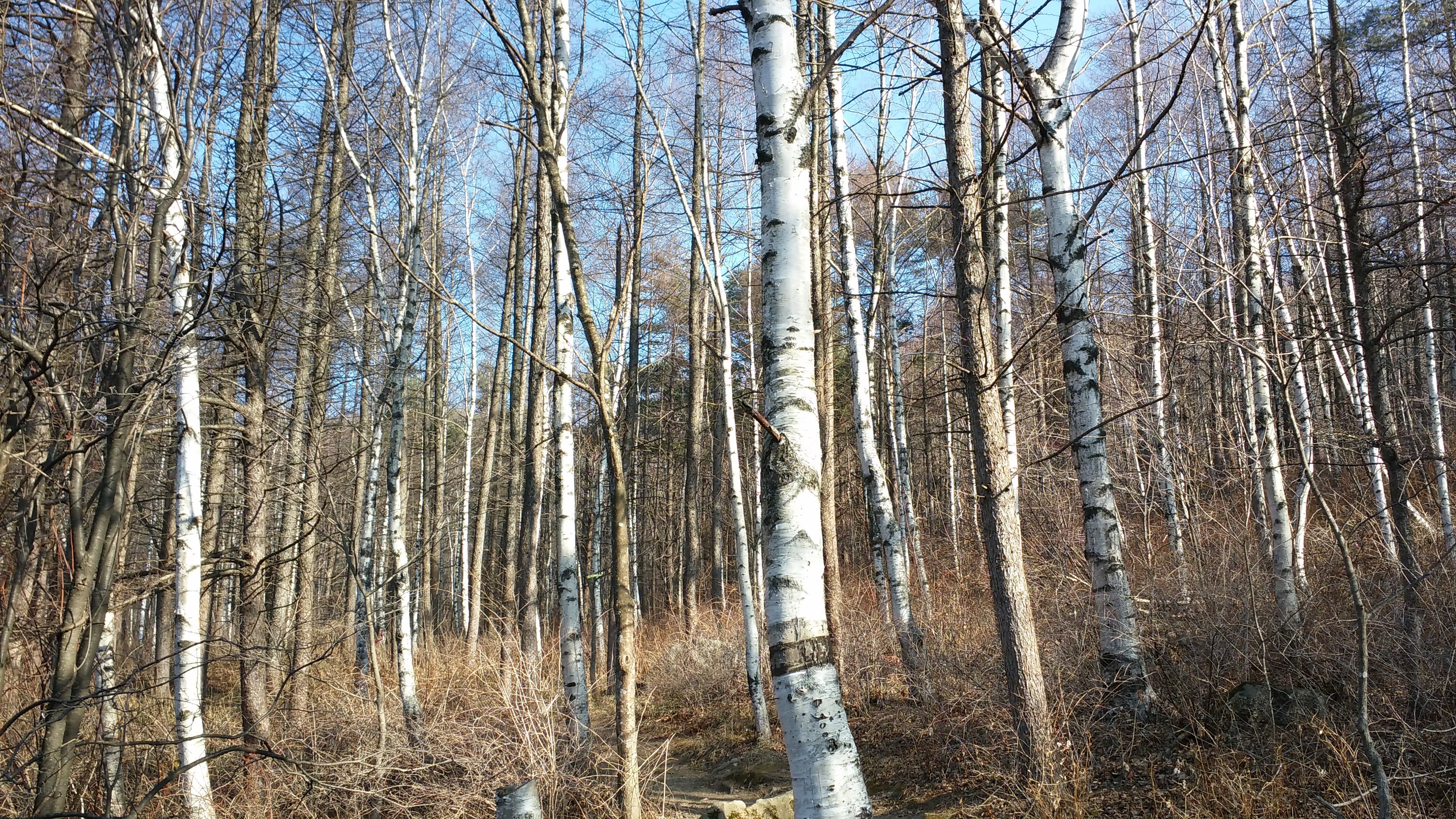 birch, forest, winter, tree, plant, land, tranquility, trunk