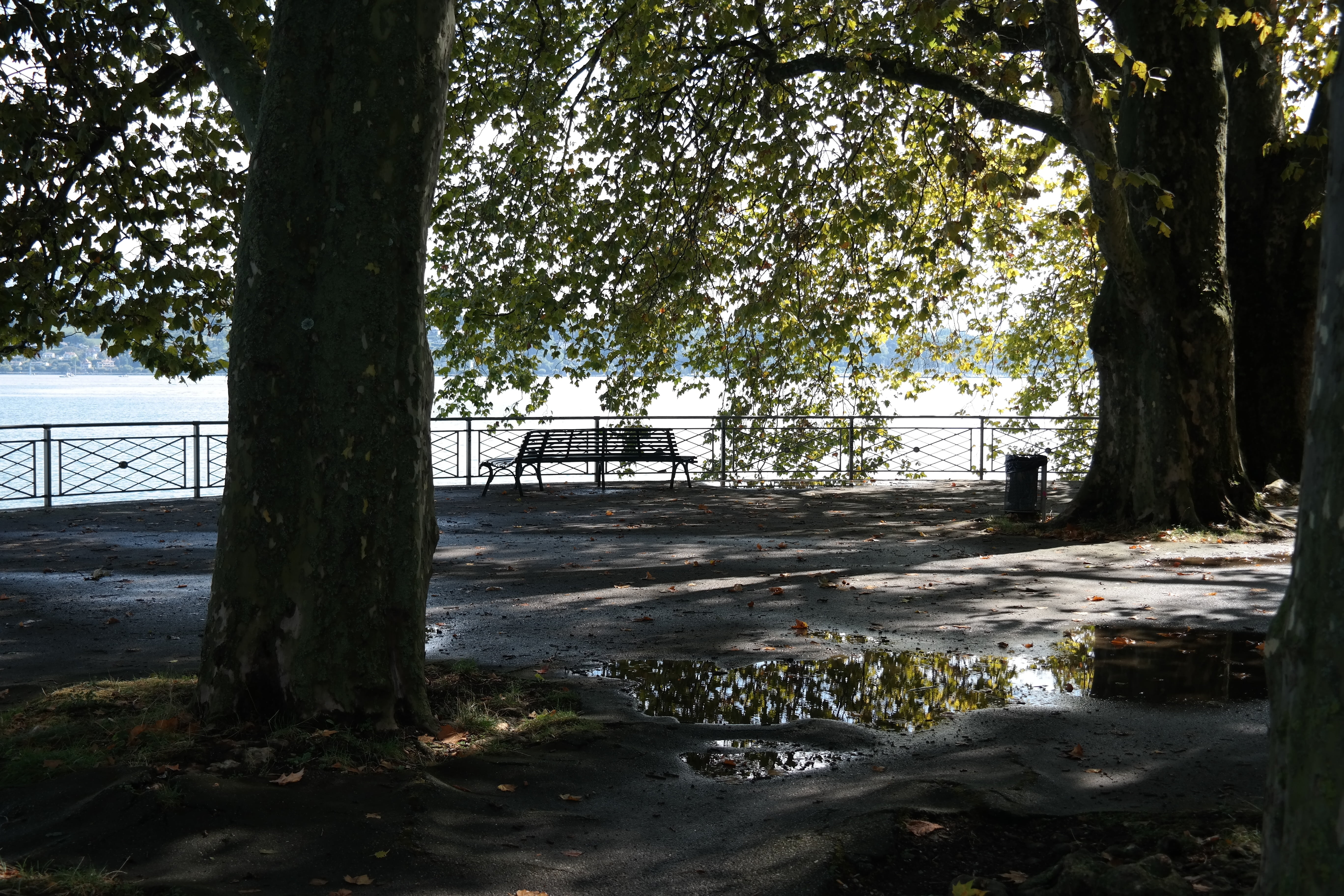 trees, shadow, view, path, plant, tree trunk, nature, water
