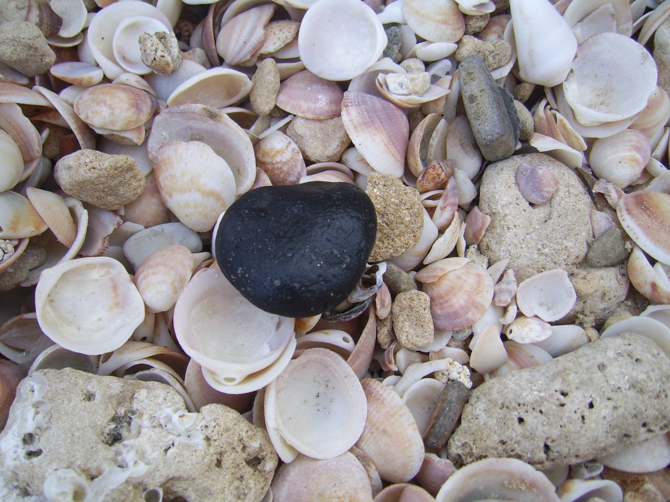 Seashell, Shellfish, Shells, Texture, background, black, rock