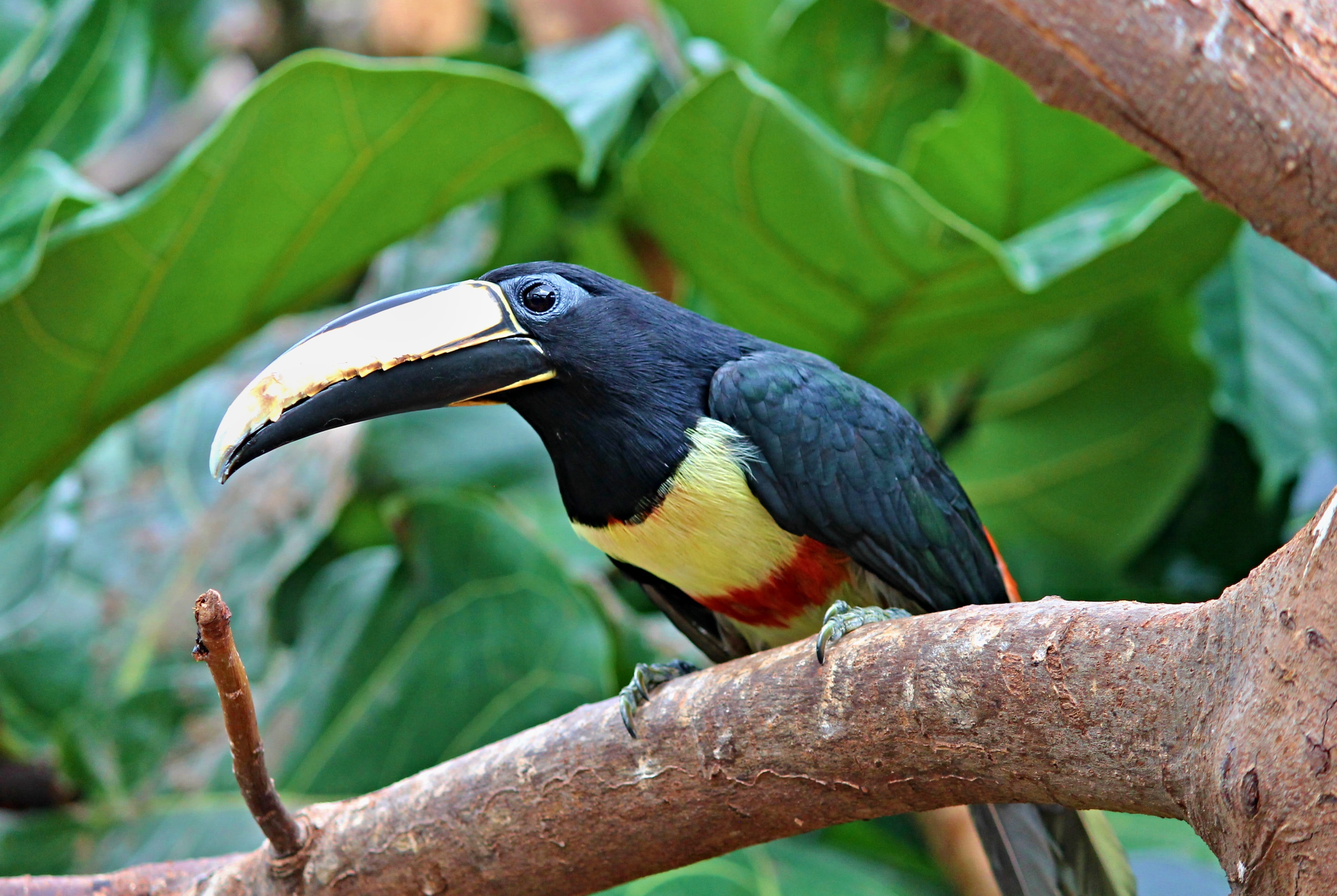 Toucan, Black Macaws Sari, pteroglossus aracari, bird, tropical