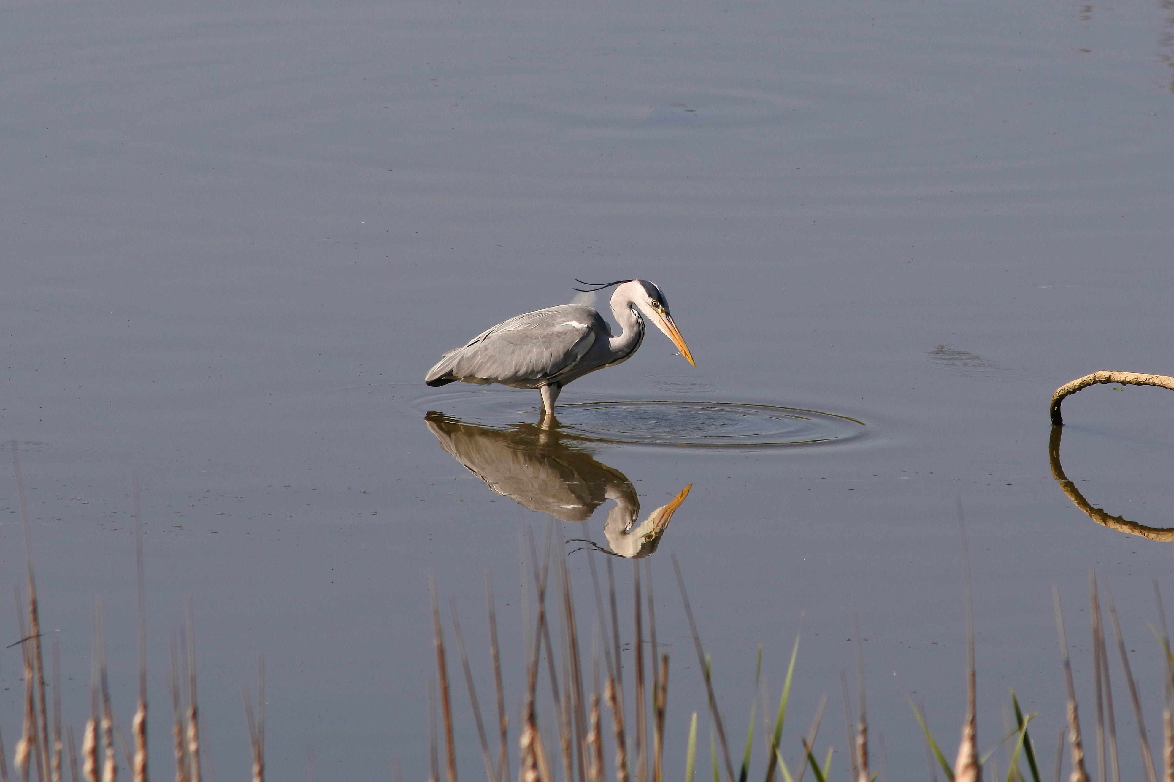 Free download | HD wallpaper: Animal, River, Waterside, Wild Birds