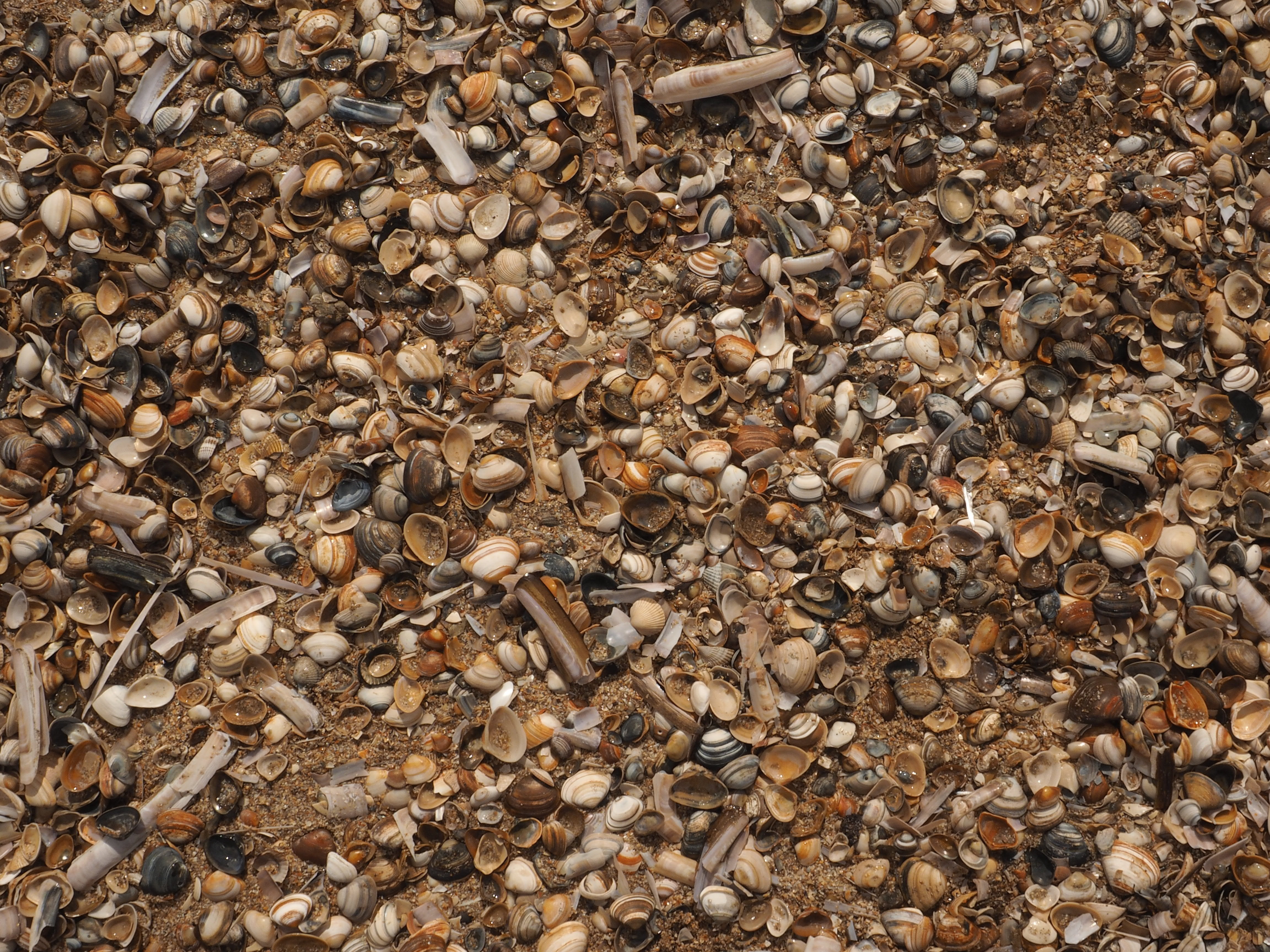 Shells, Beach, Sea, Shell, Background, shellfish, nature, full frame