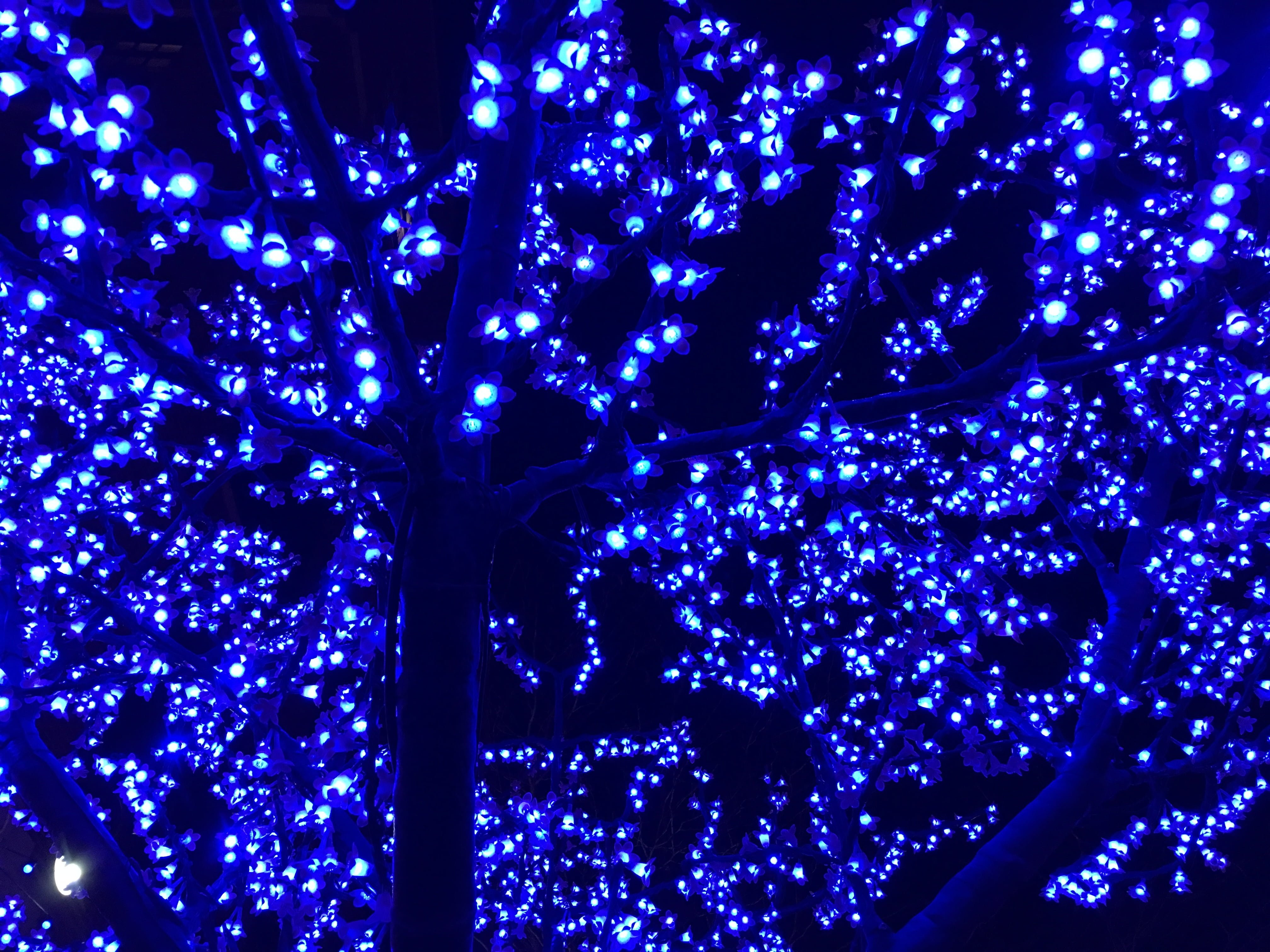 lights, blue, tree, night, glow, evening, pattern, party, decoration