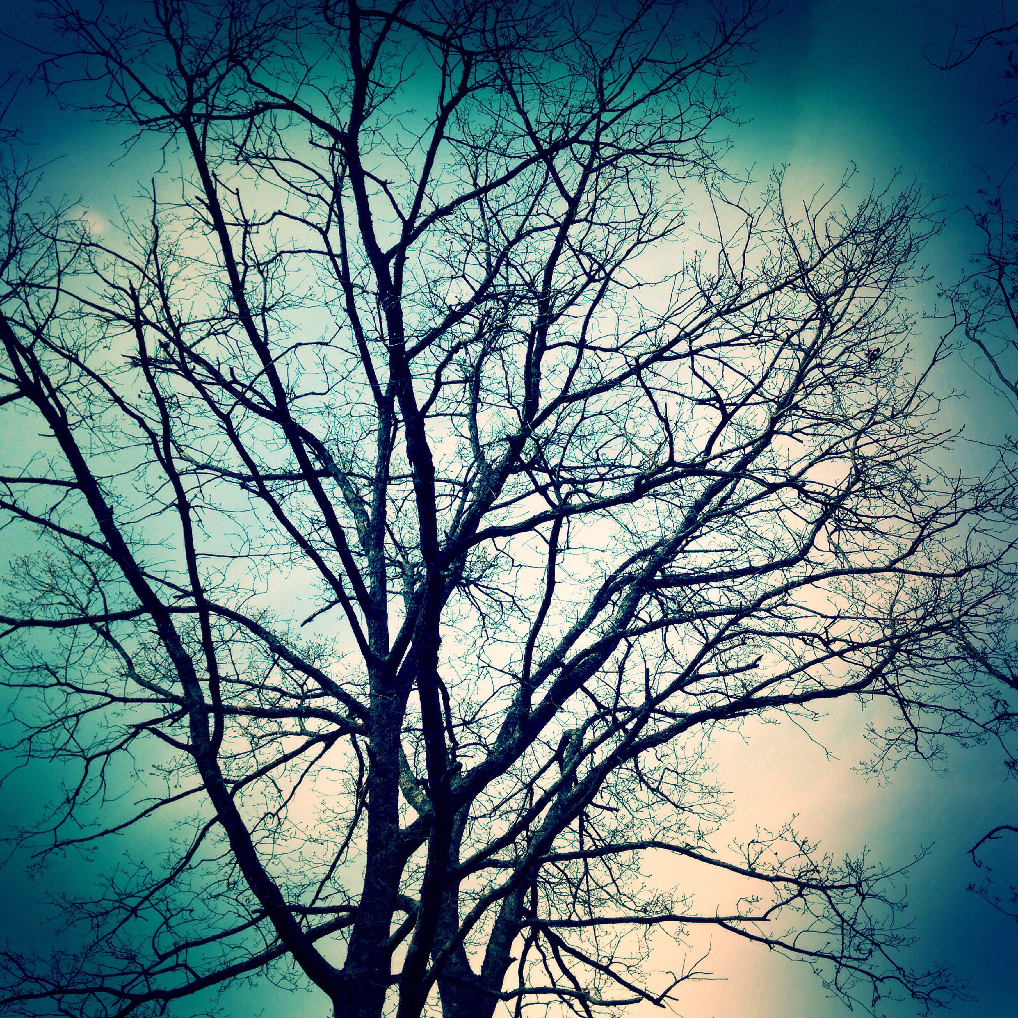 Branches, Trees, Nature, bare tree, sky, low angle view, plant