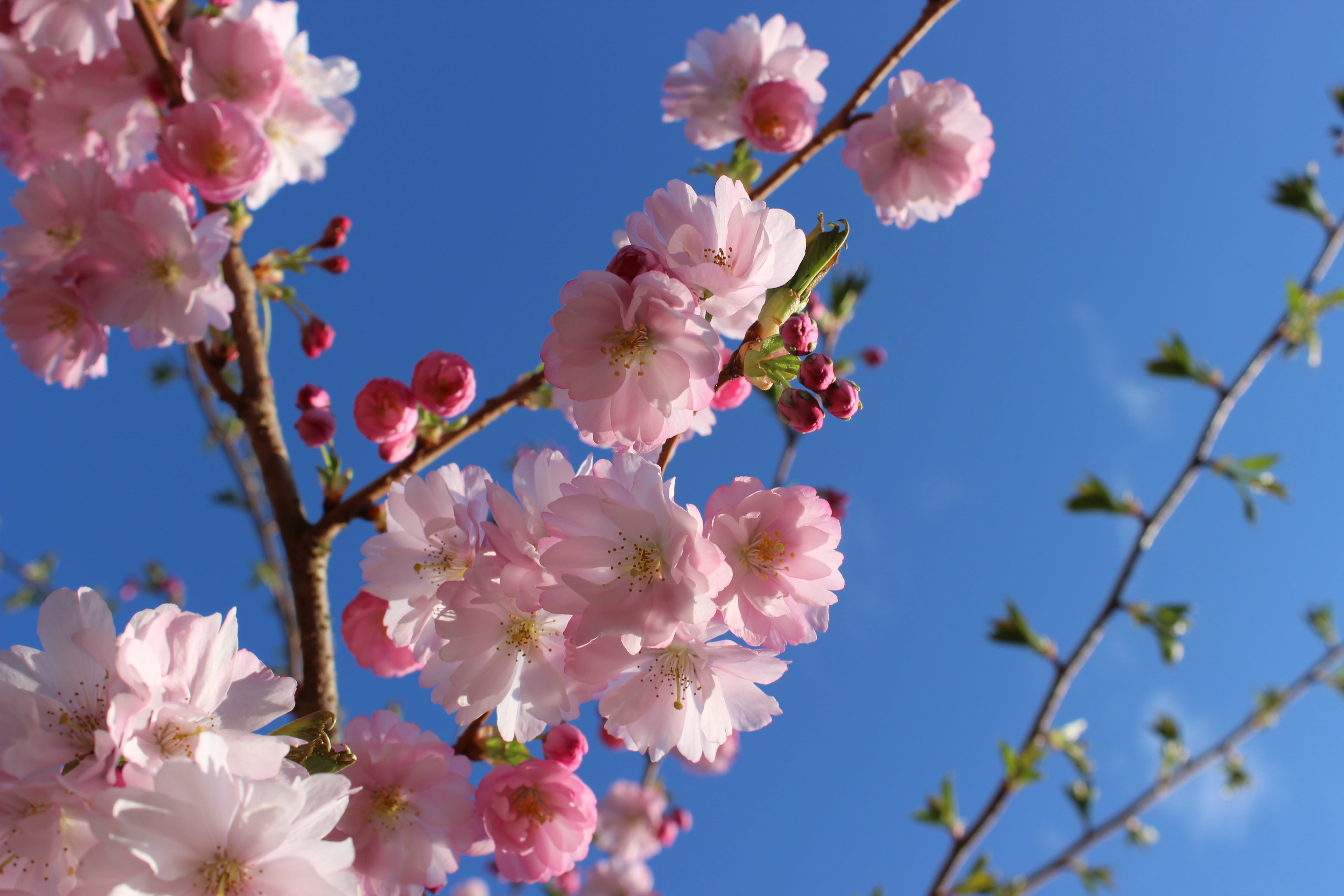 close-up photography of Sakura blossoms under blue sky, cherry blossom