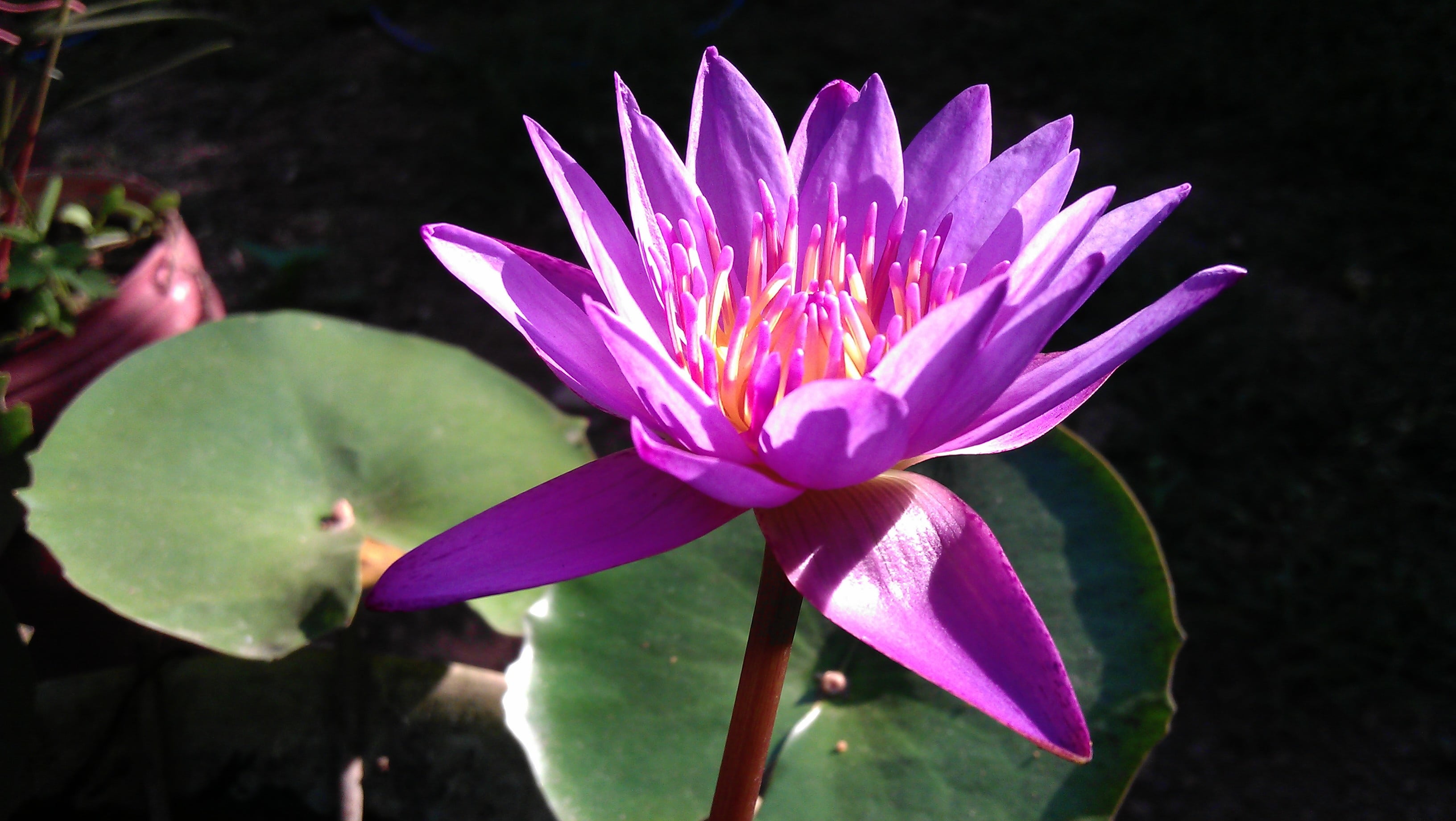 waterlily, flower, pond, natural, nature, water Lily, lotus Water Lily