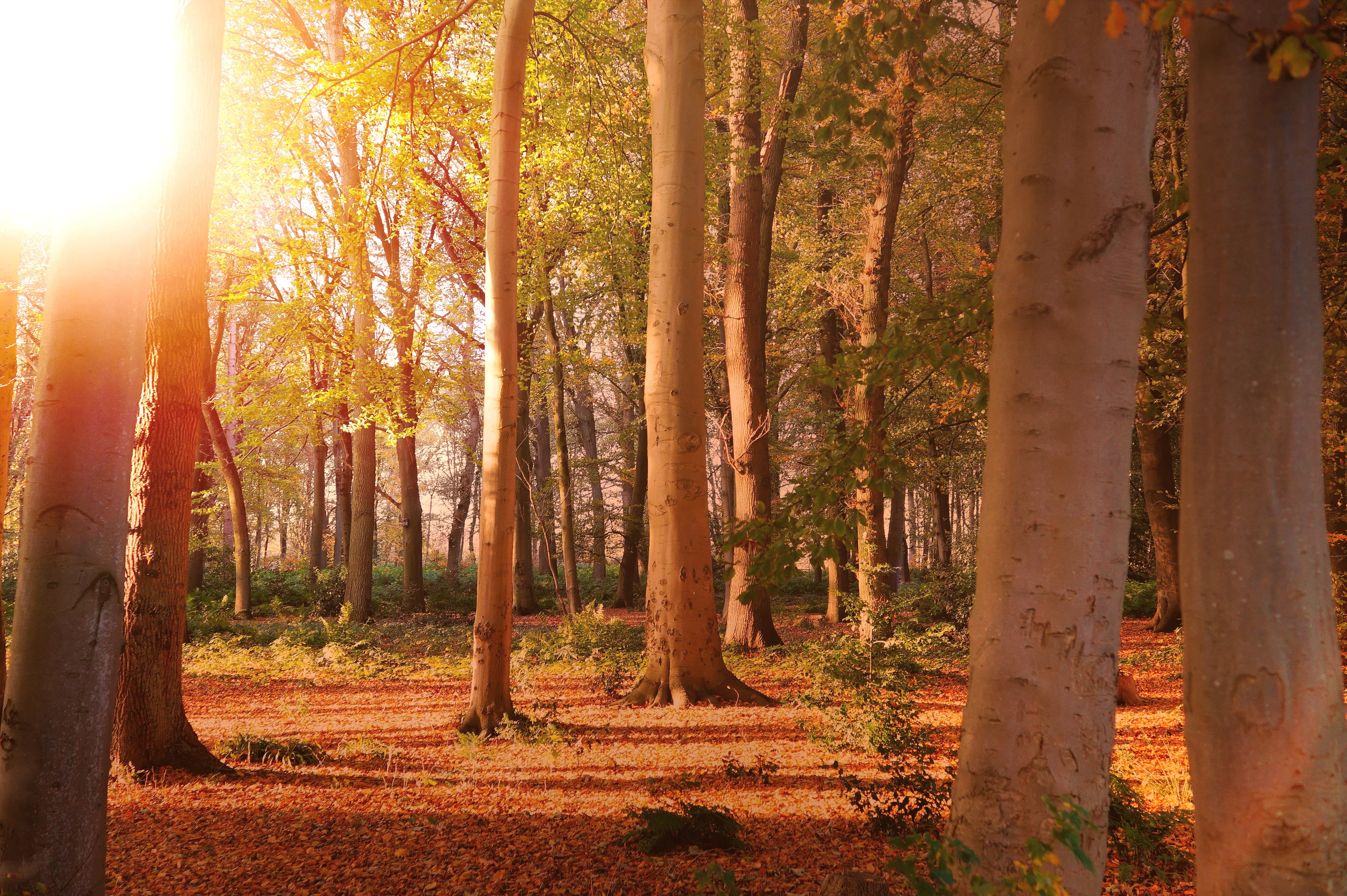 forest, trees, nature, landscape, sunset, lighting, sunlight