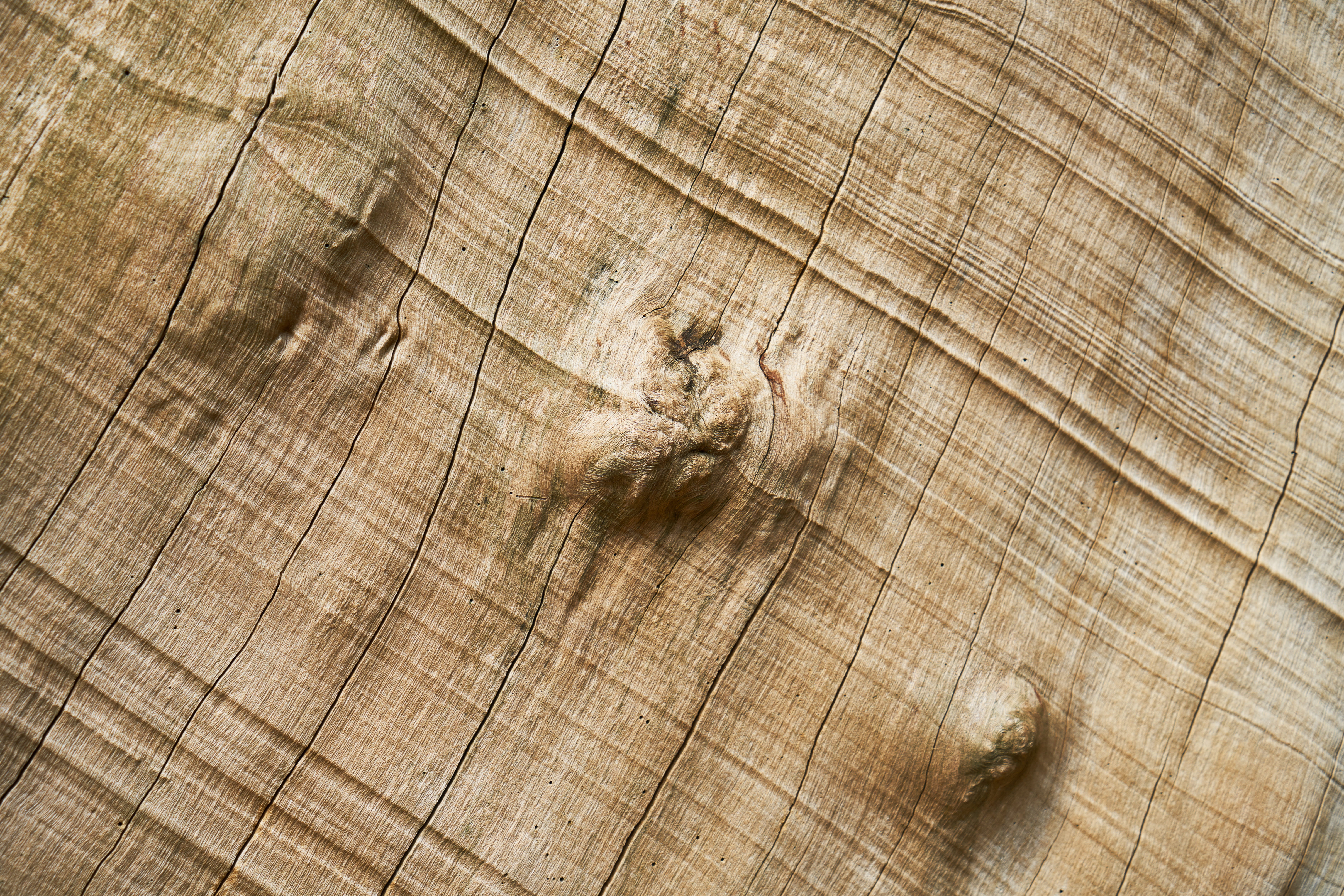 abstract, texture, tree, macro, pattern, detail, nobody, backgrounds