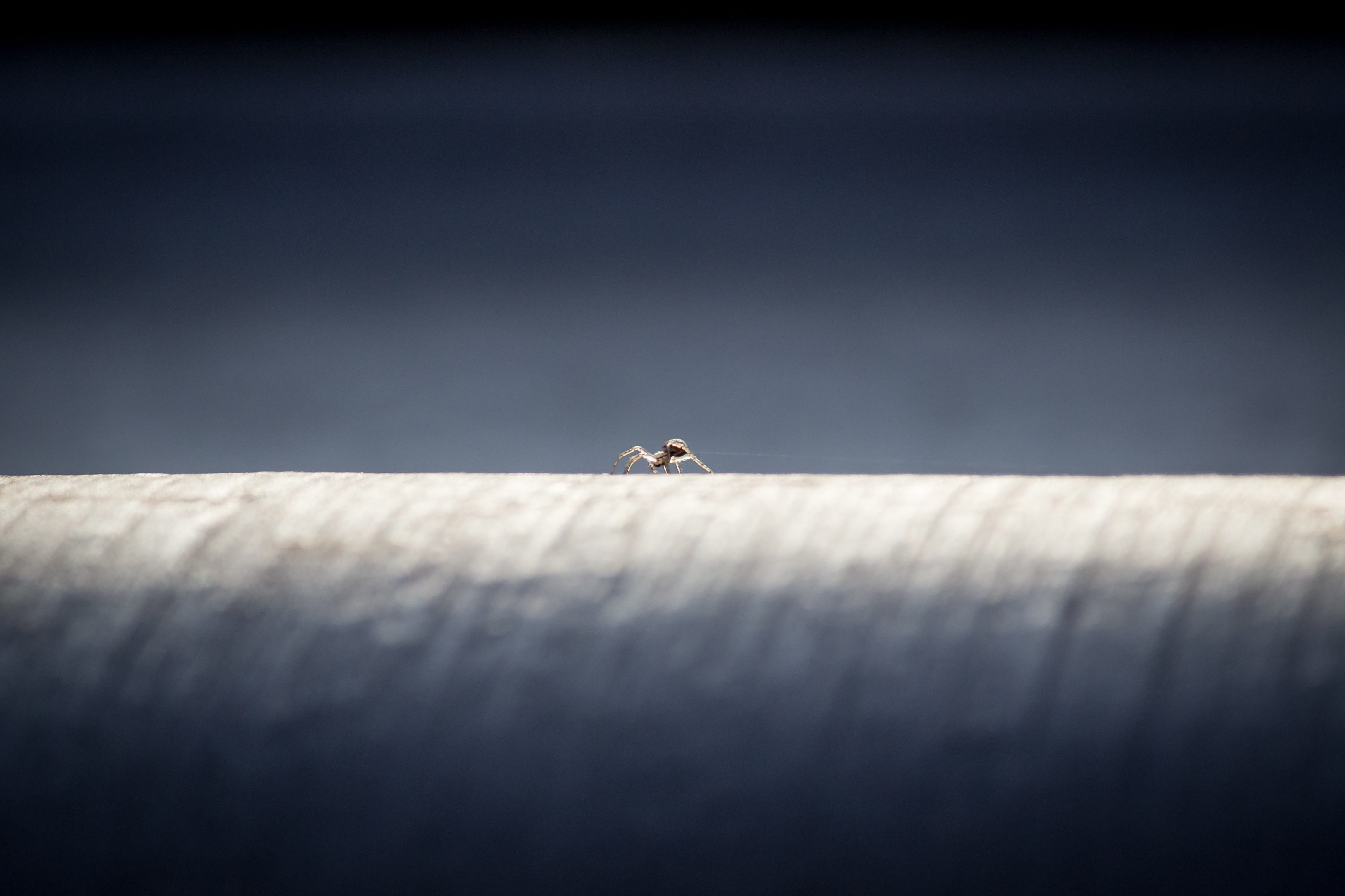 spider, work, gloomy, network, thread, insect, selective focus