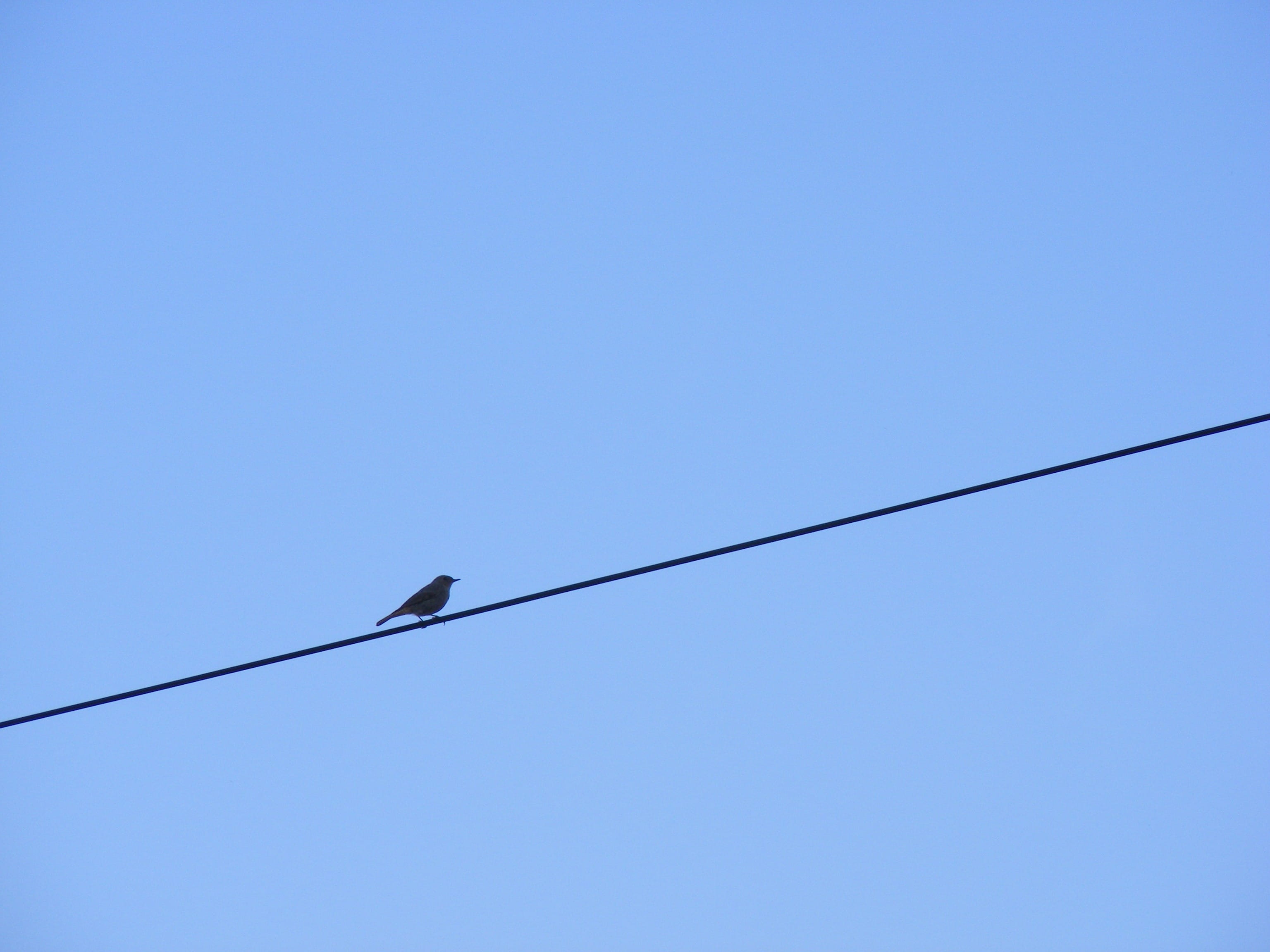 bird on wire during daytime, sitting, sky, blue sky, calm, alone
