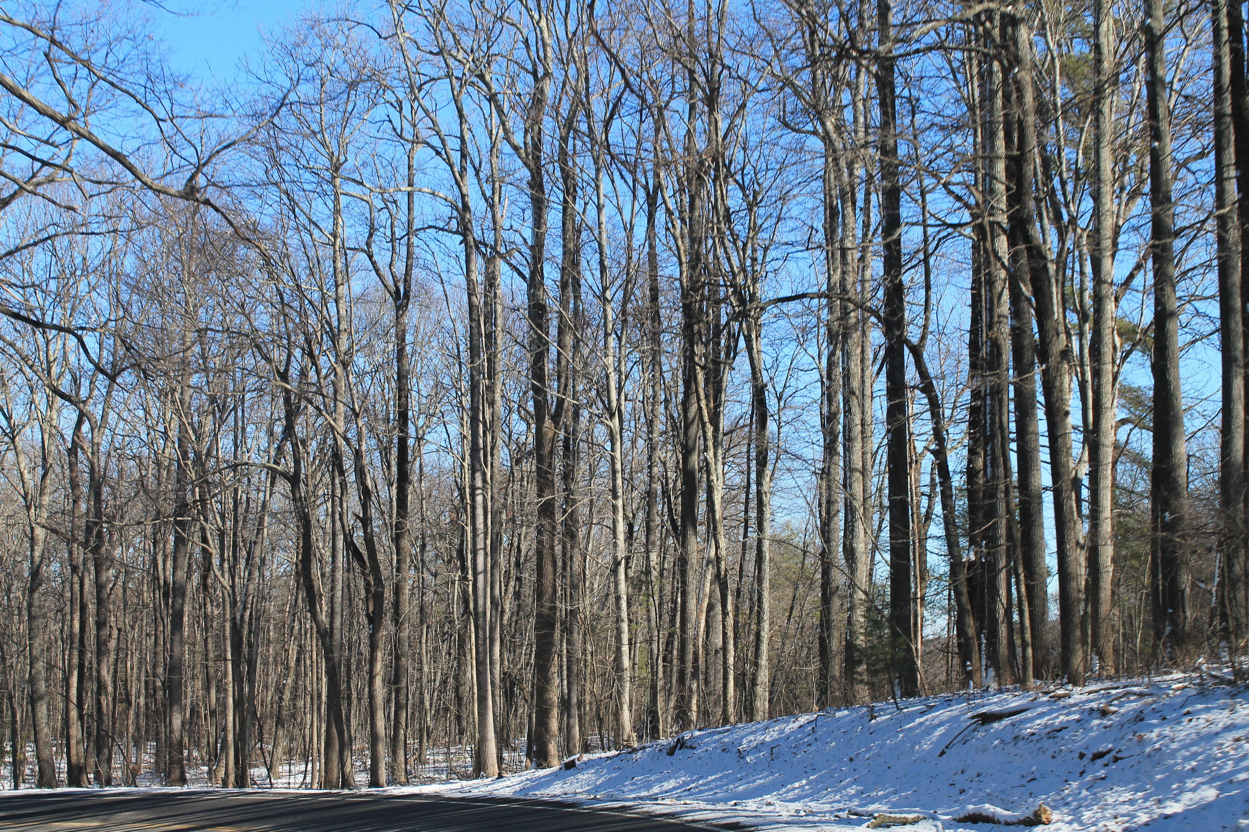 Winter, Trees, Texture, Pattern, snow, cold temperature, bare tree