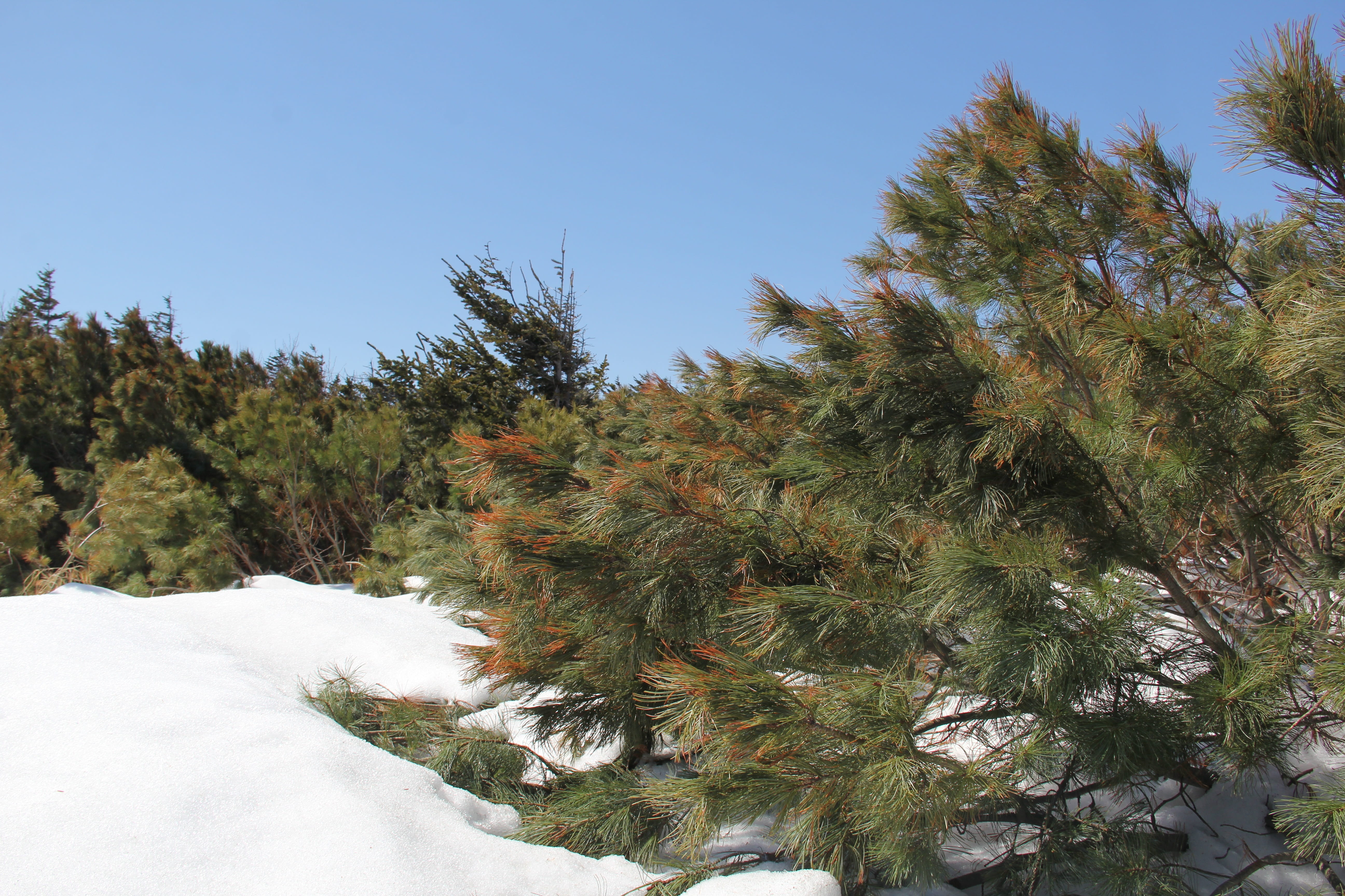 sakhalin, spring, snow, plant, tree, cold temperature, winter