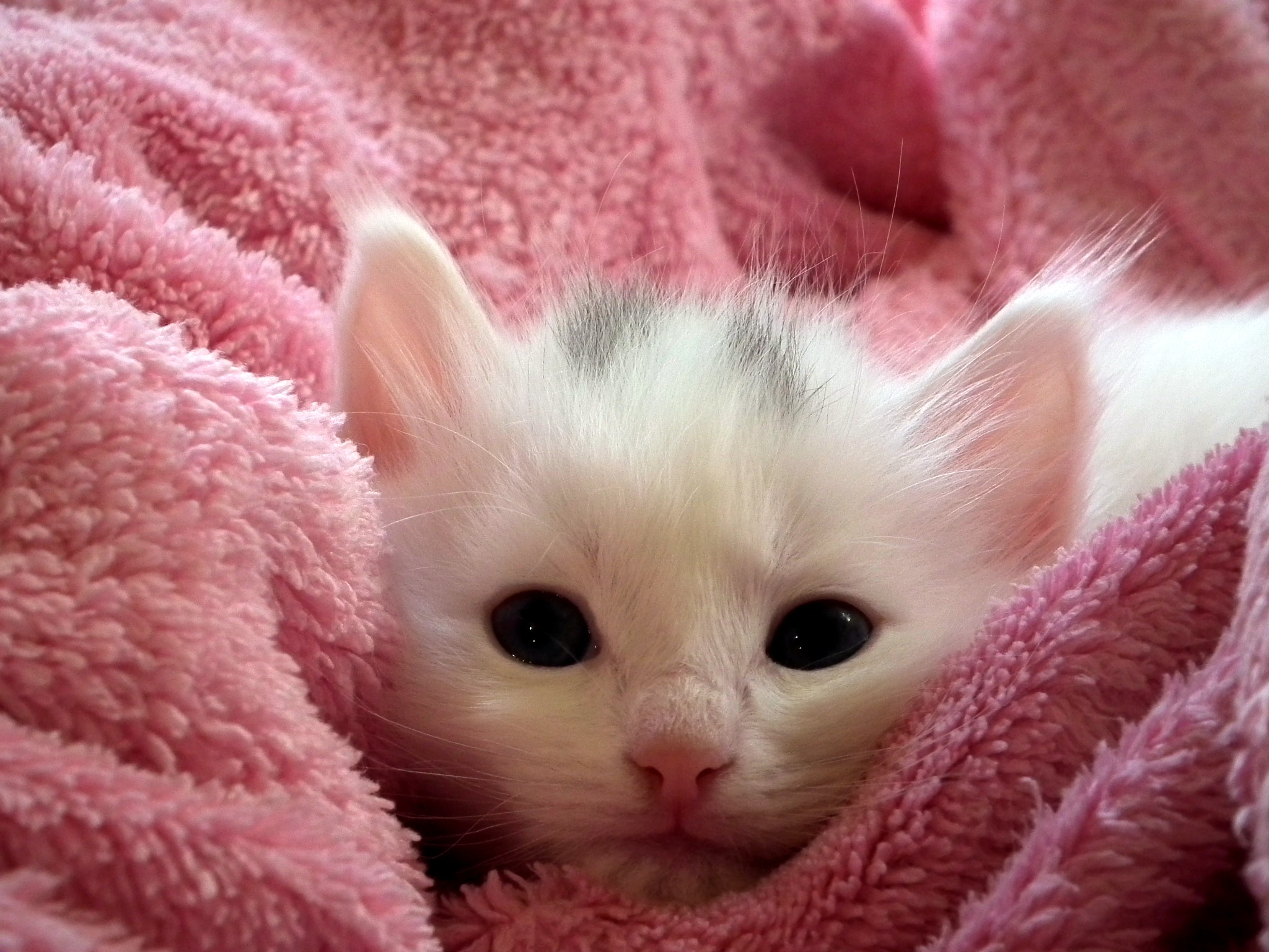 white kitten on pink towel, cat, fluffy cat, cute, animals, cats
