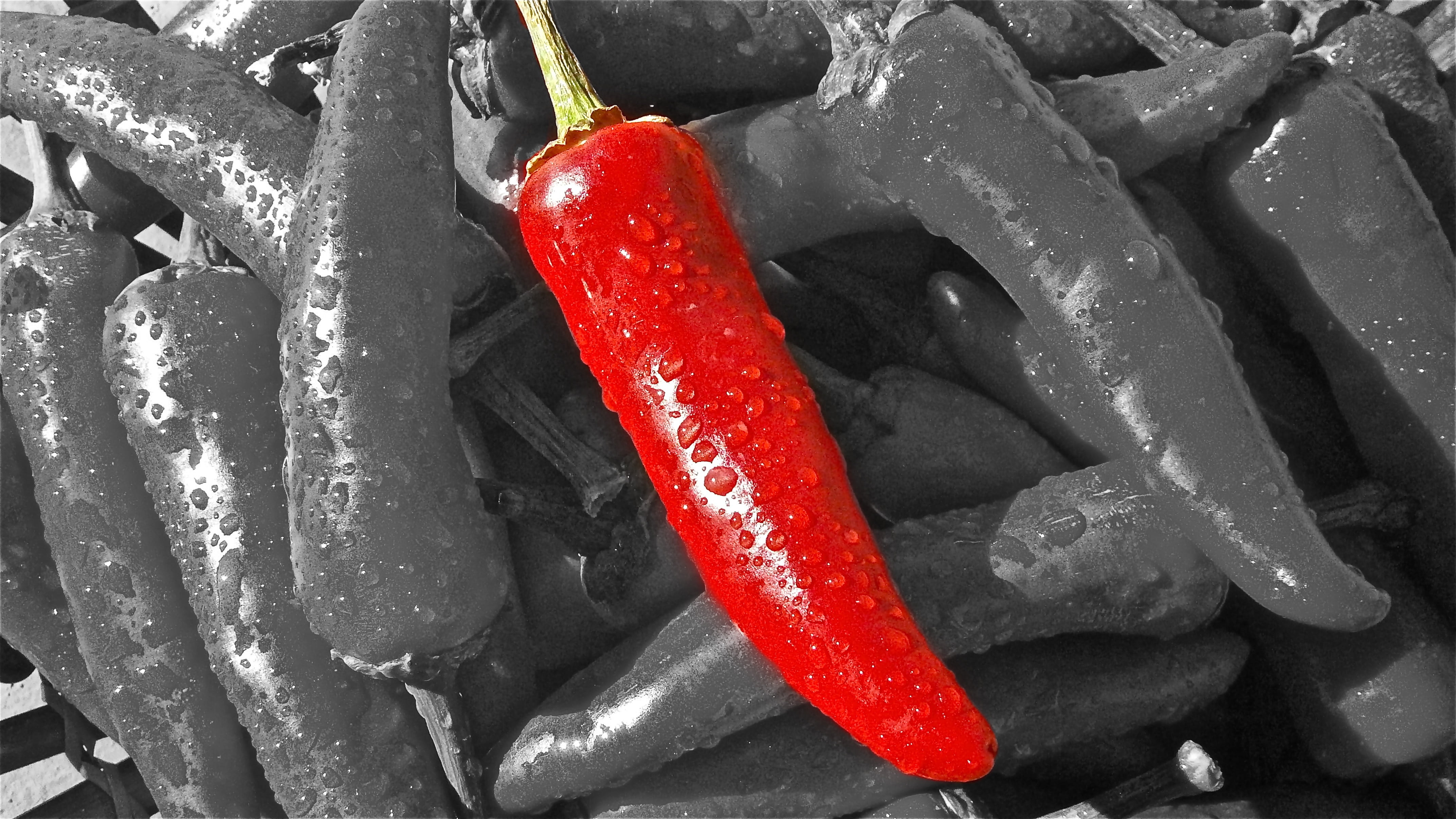 red chili selective photo, chilli, pepper, heat, spice, fiery