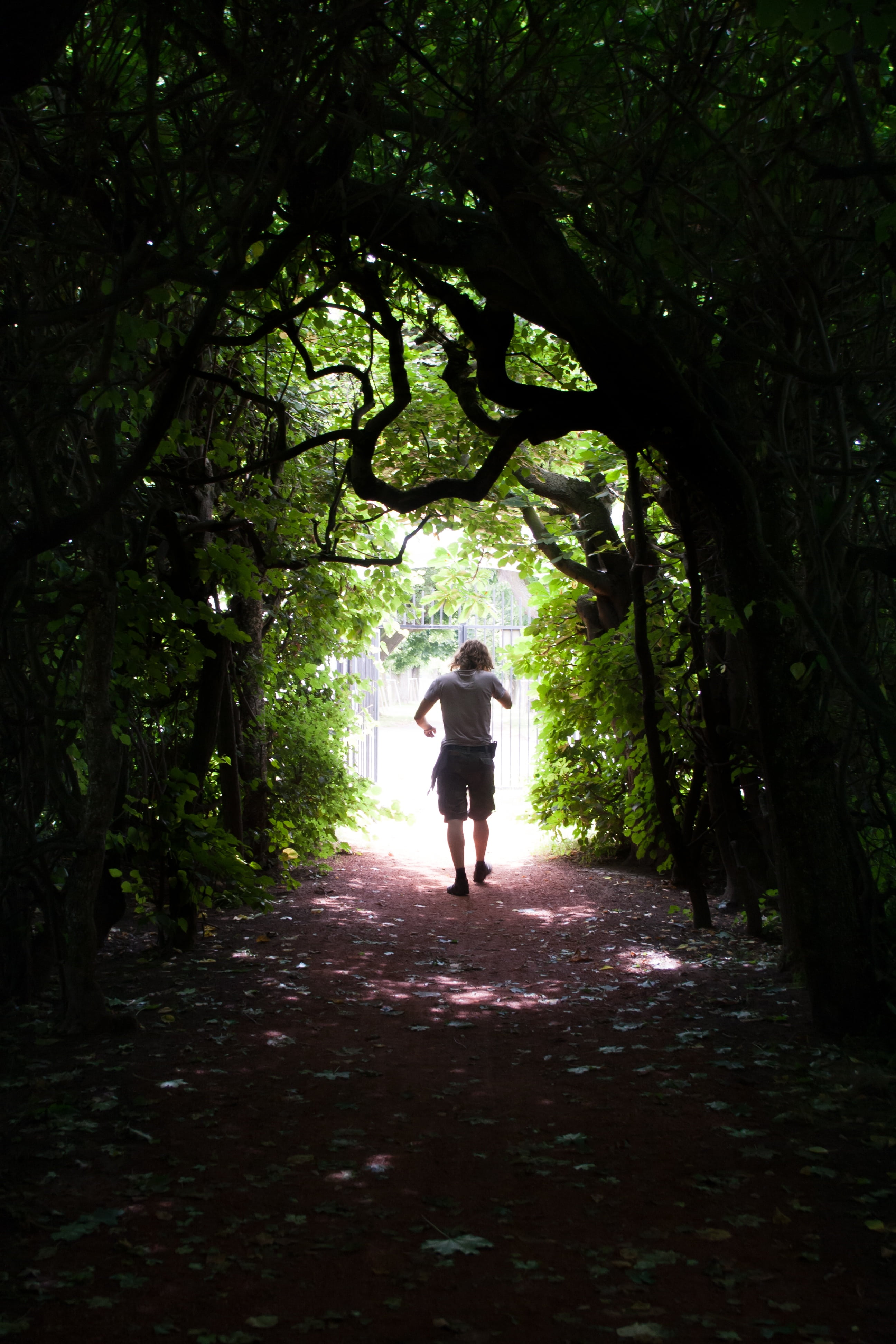 man walking through tree tunnel at daytime, path, gate, nature