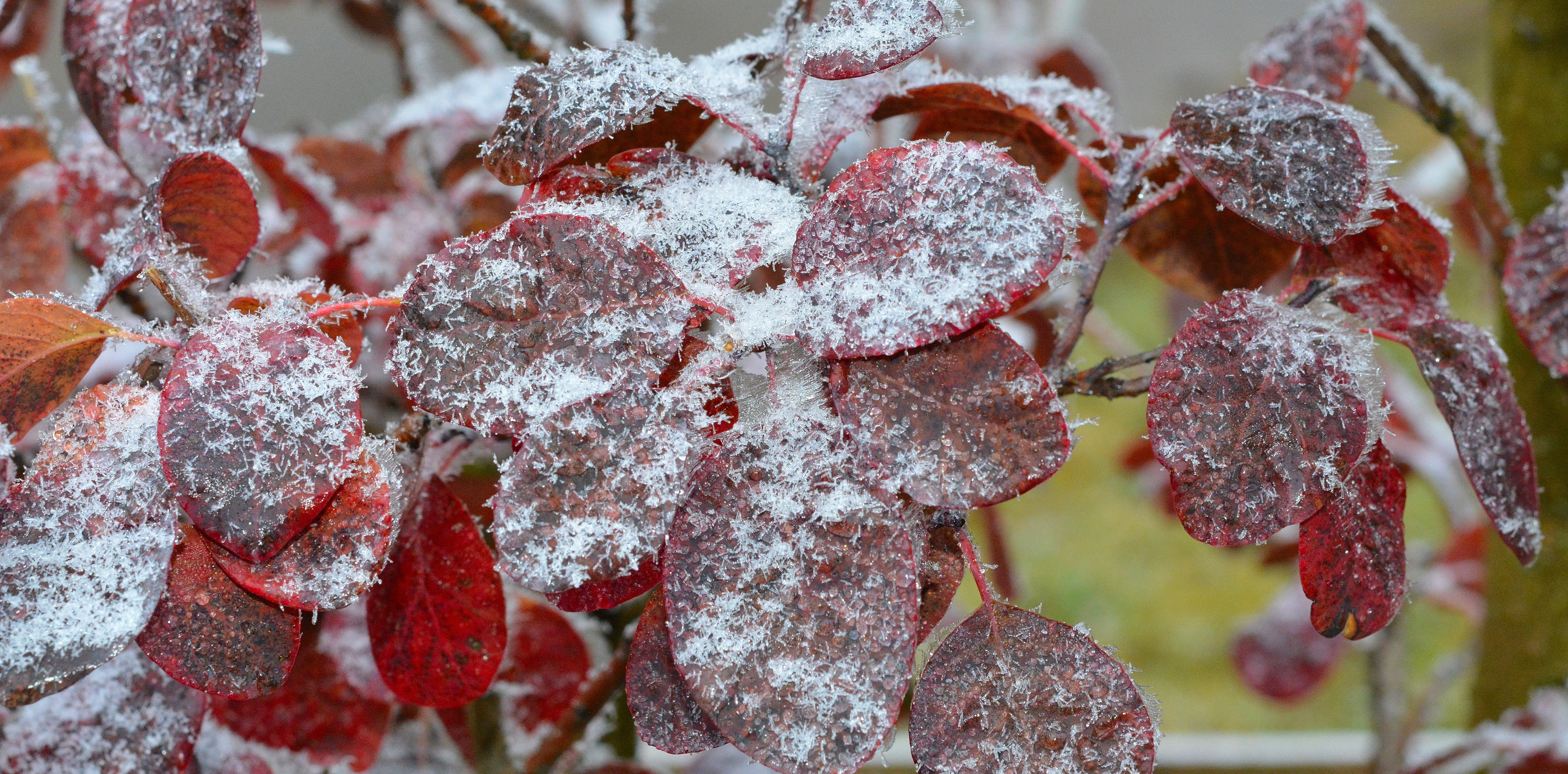 judas tree, leaves, frozen, outdoors, no people, day, close-up