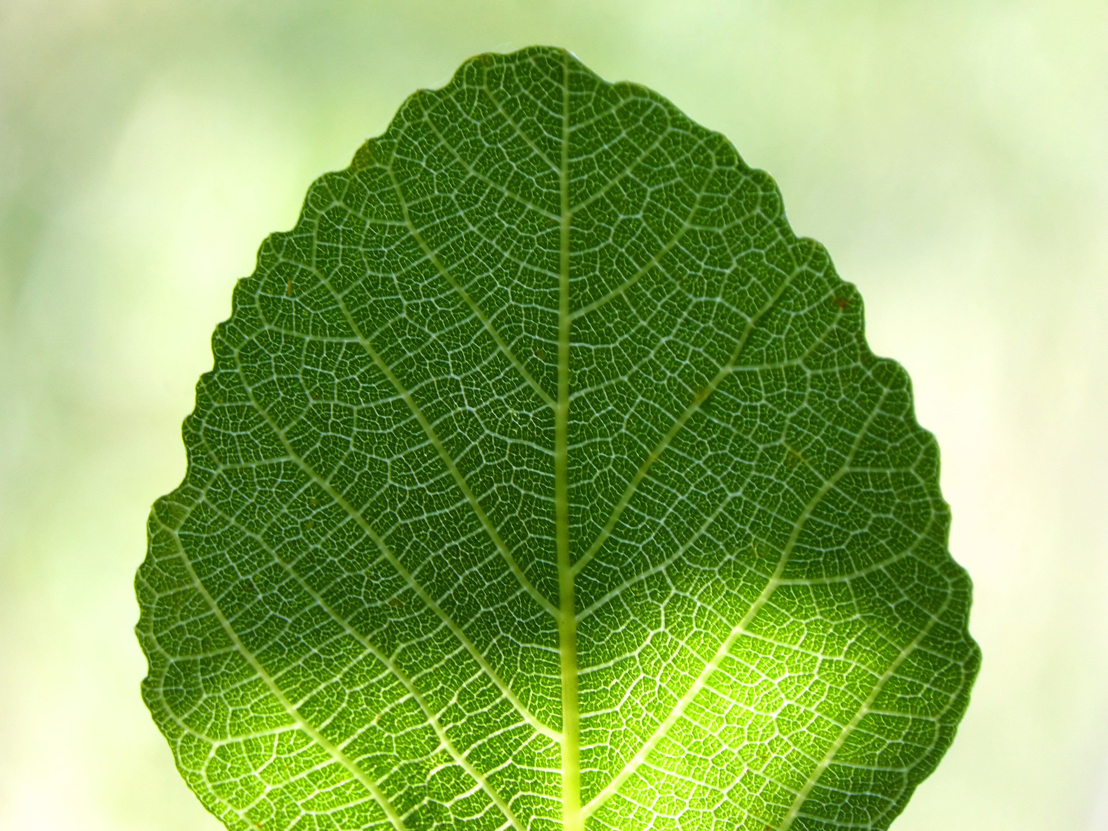 leaf, fig tree, ramifications, backlight, translucent, green