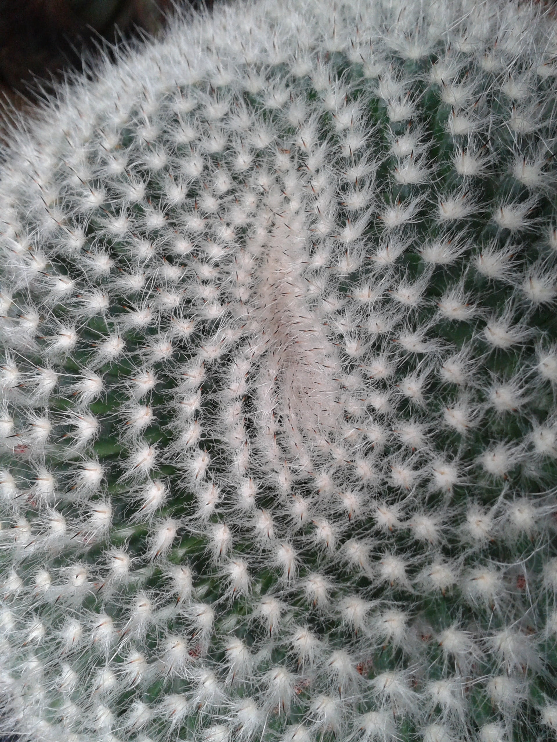 cactus, structure, lemniscate, pattern, close-up, backgrounds